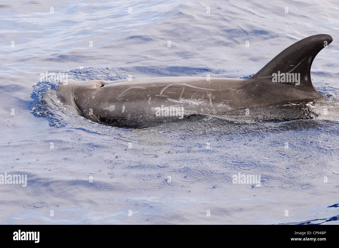 El calderón gris (Grampus griseus) en superficie, las Maldivas Foto de stock