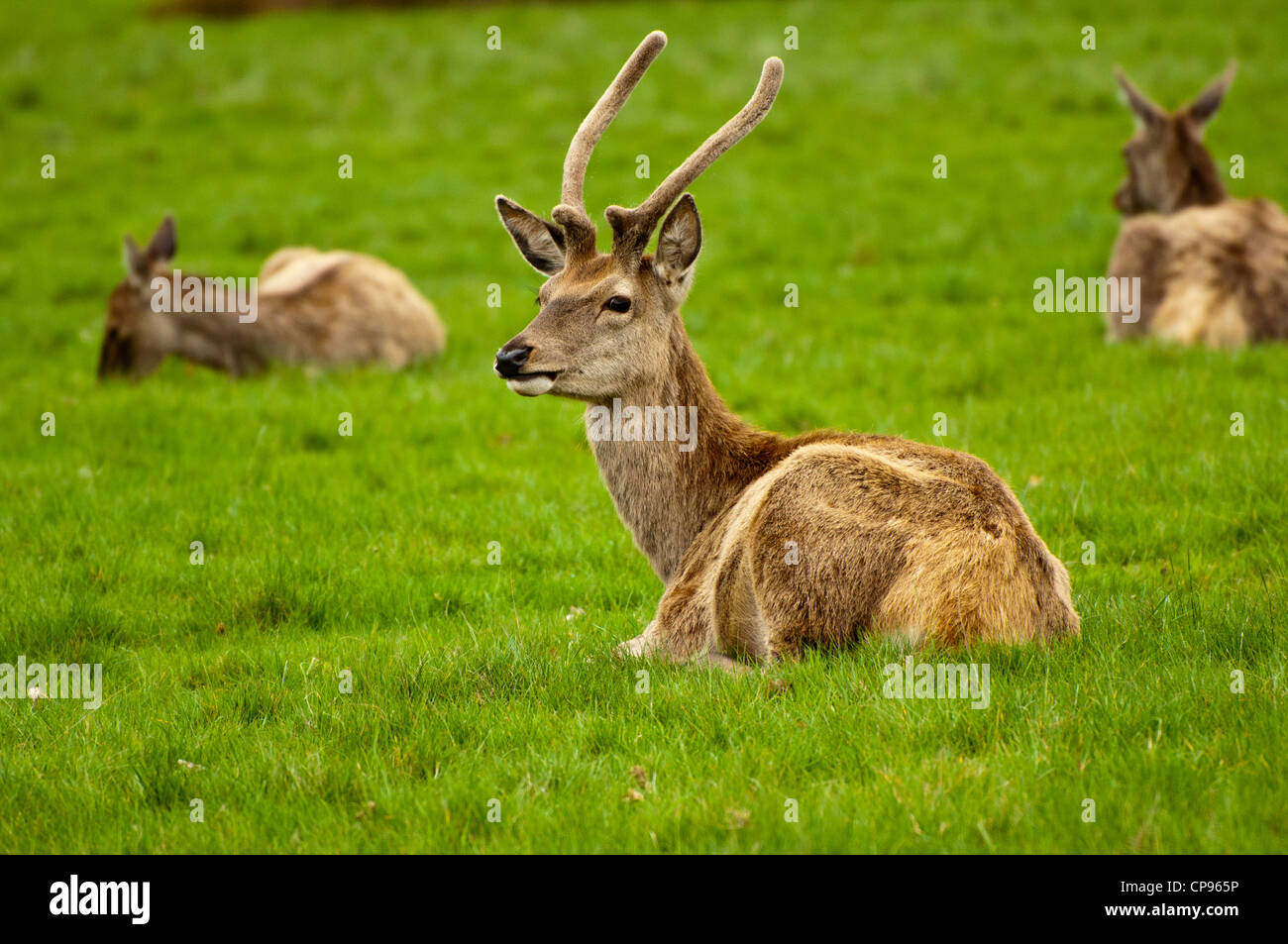 Ciervos machos en Richmond Park Foto de stock