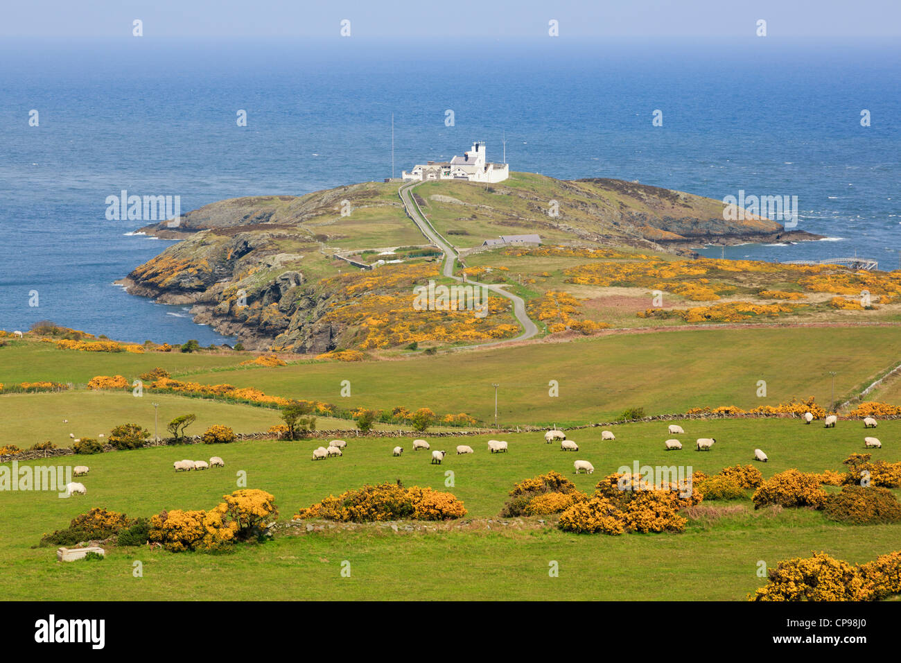 Ver al punto Lynas faro en la costa de Gales con las ovejas que pastan en los campos de colina en Llaneilian Isla de Anglesey al norte de Gales, Reino Unido de Gran Bretaña. Foto de stock