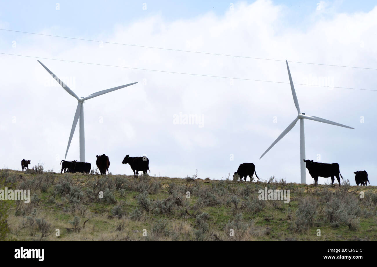 Las vacas que pastan cerca del parque eólico en el valle Elkhorn Union