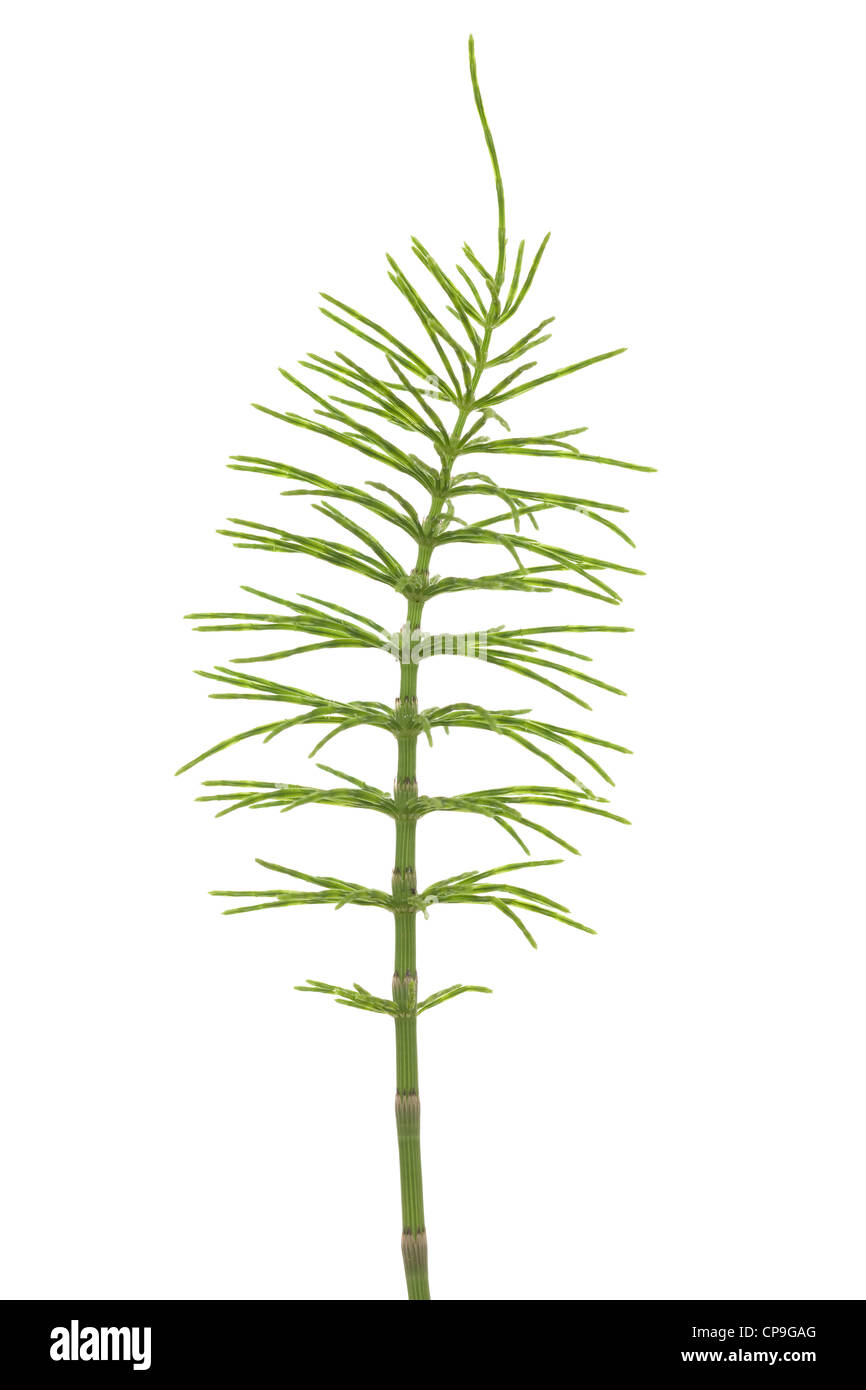 Planta de Equiseto o cola de caballo (Equisetum arvense) sobre blanco Foto de stock
