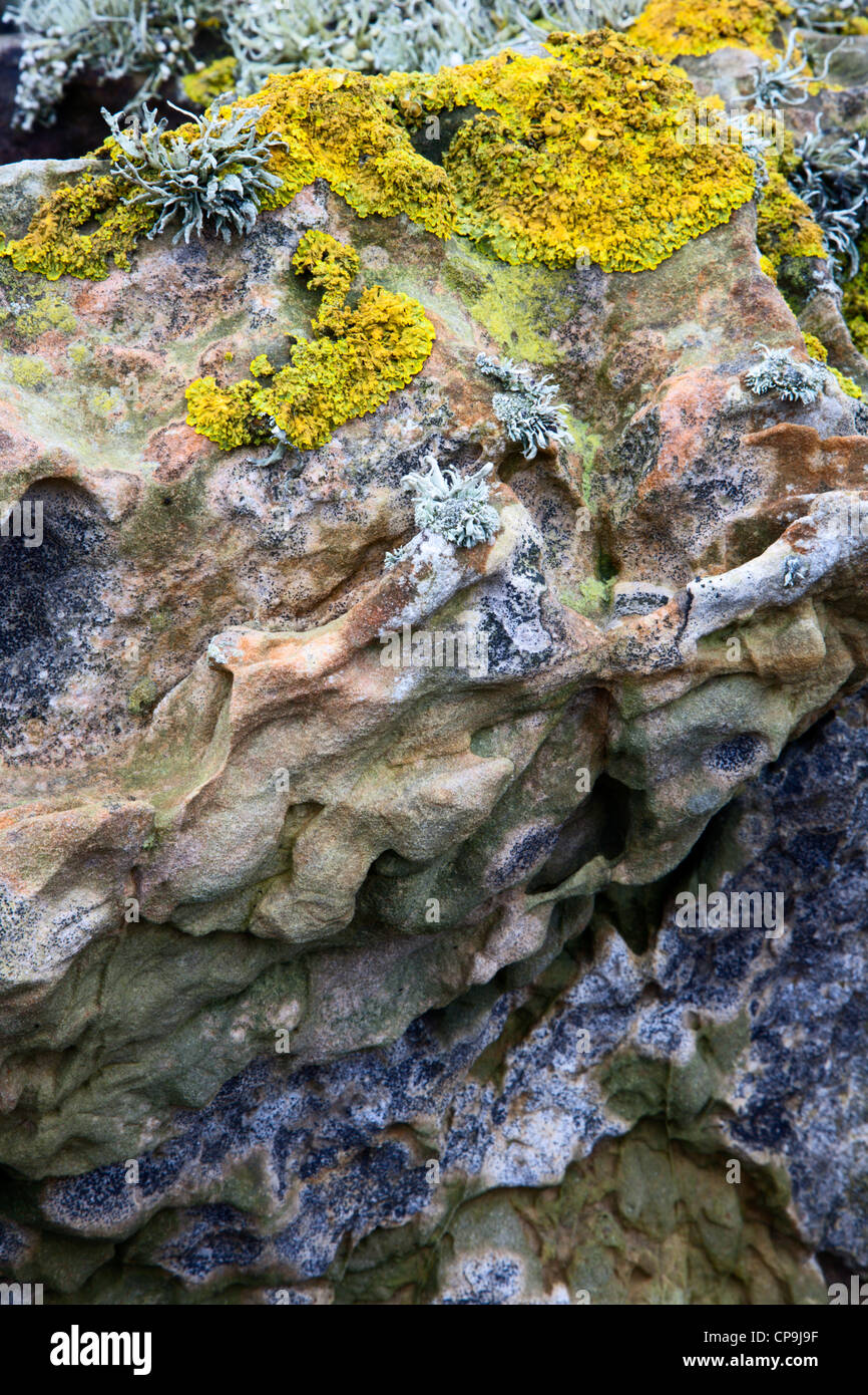 Detalle de roca cerca de St Monans Fife Escocia Foto de stock