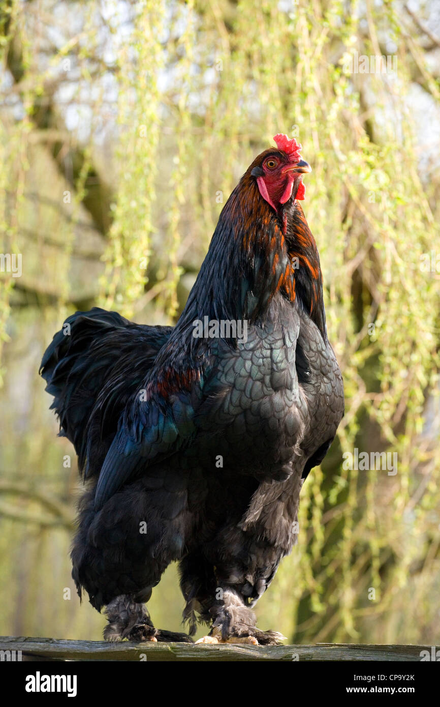 Retrato de pollo rango gratis solo adulto macho UK permanente Foto de stock