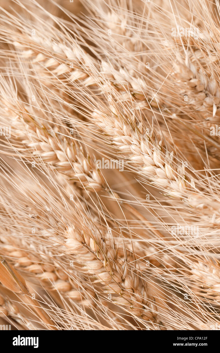 Primer plano de trigo madura,someras DOF. Foto de stock