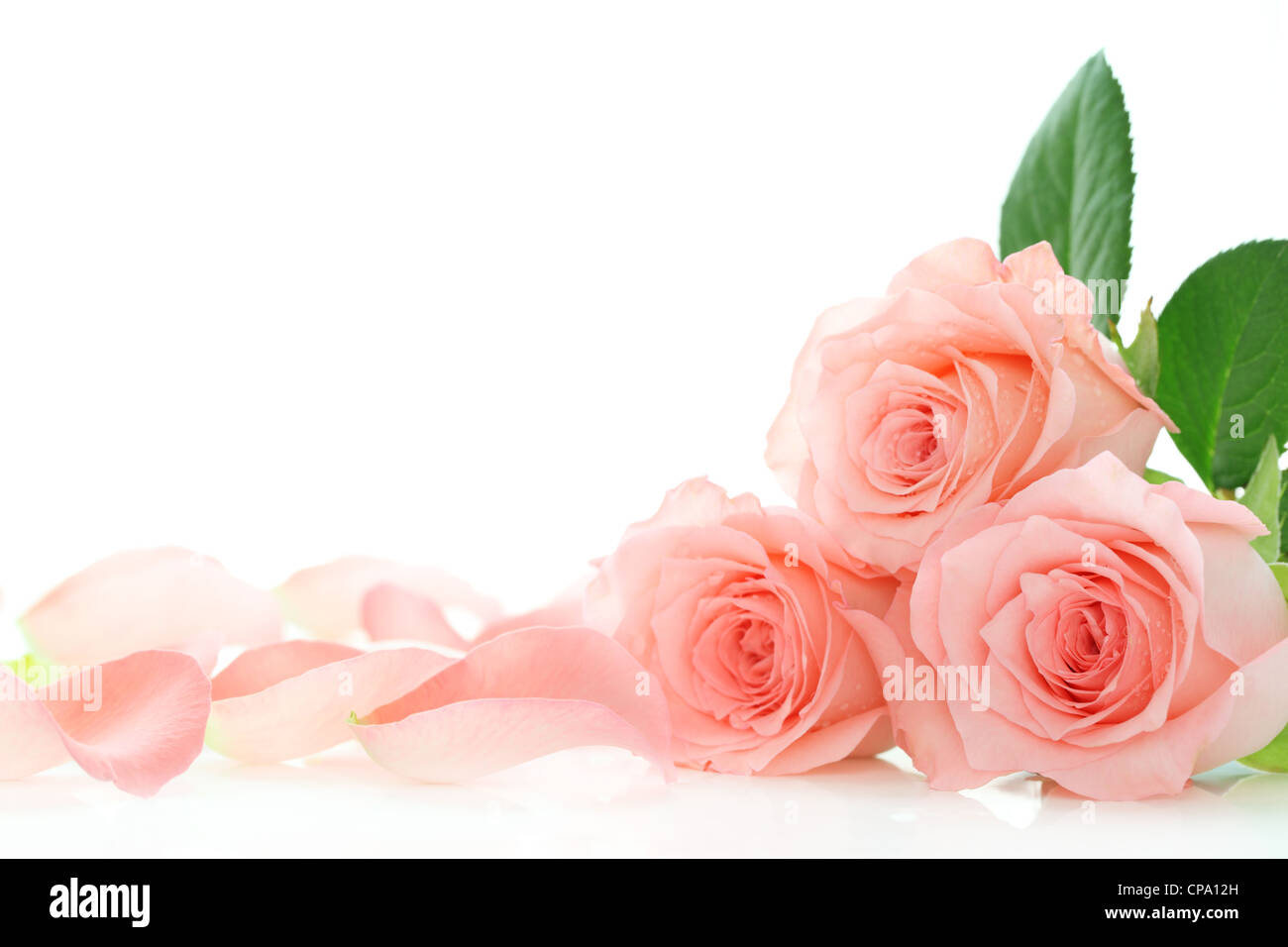 Pétalos de rosas rosas sobre fondo blanco. Foto de stock