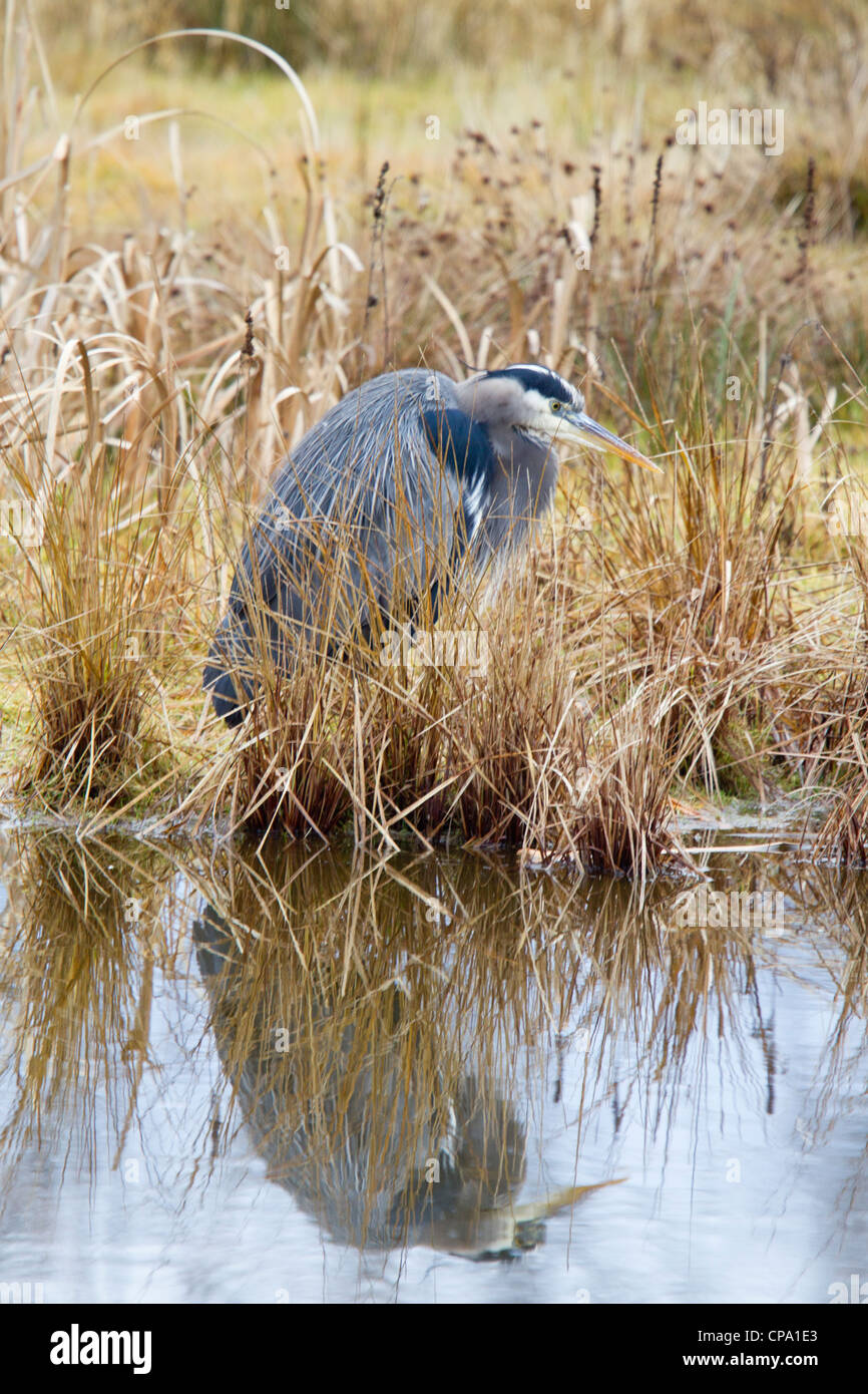 Blue Heron en Marsh, Santuario de Aves Migratorias Reifel, Delta, B.C., Canadá Foto de stock