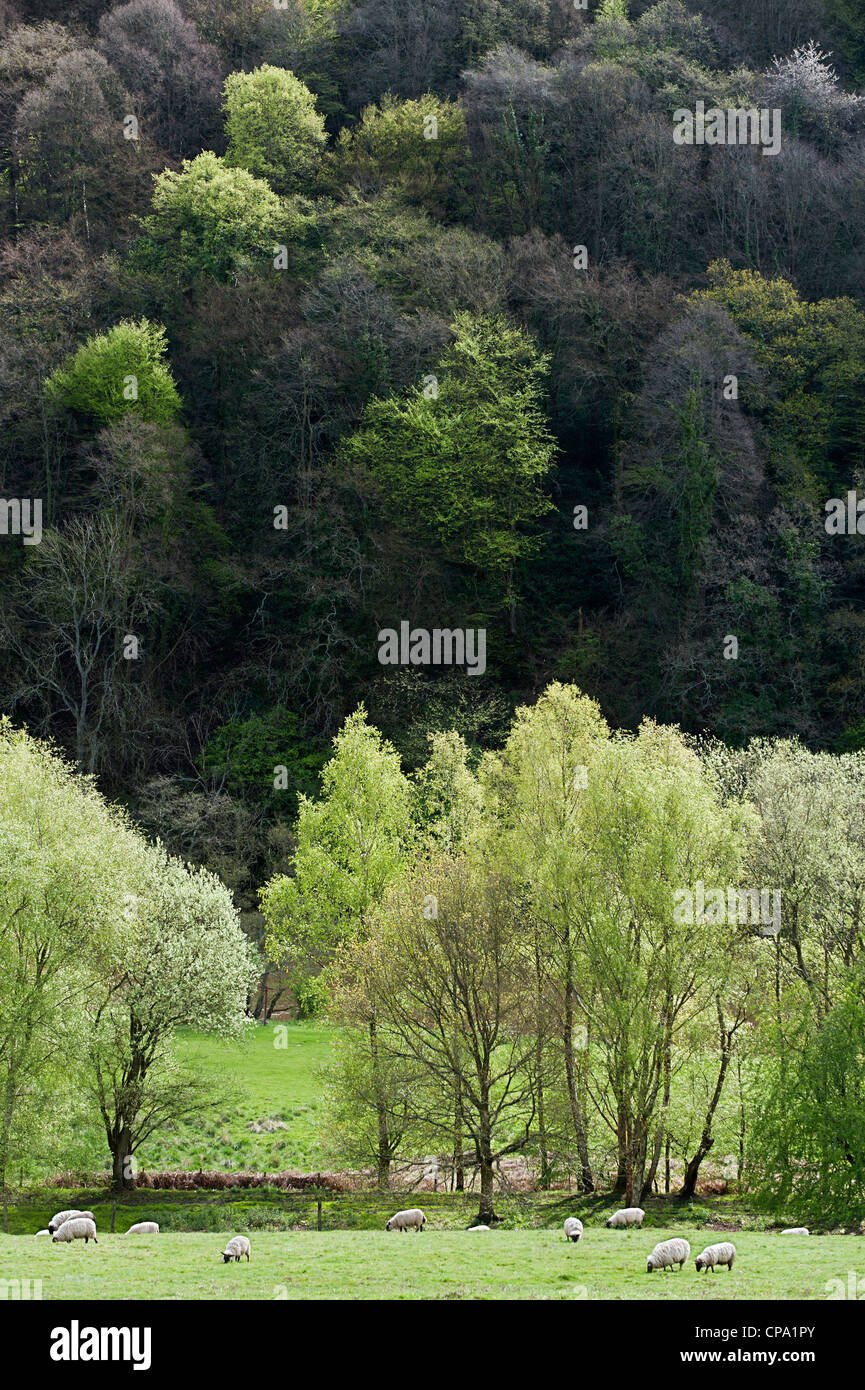 Los árboles próximos en hoja en la zona del Valle de Wye de extraordinaria belleza natural Foto de stock