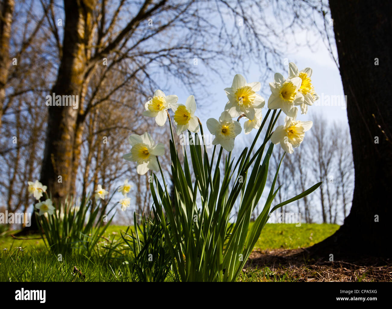 Narcisos crecen en una isla de tráfico en Redditch, Worcestershire, Reino Unido Foto de stock