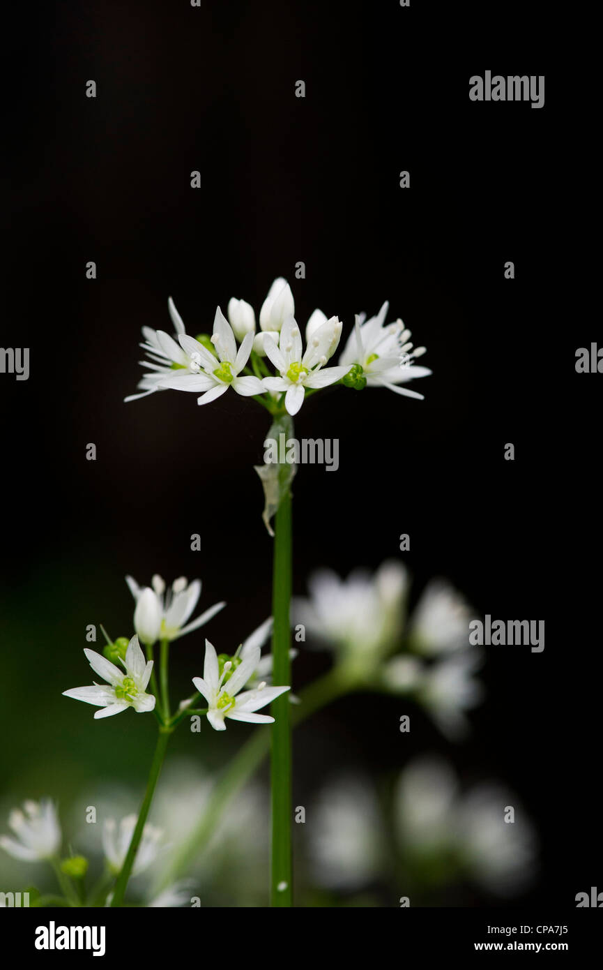 Allium ursinum. Ramsons. Madera / Ajo ajo silvestre flores contra el fondo oscuro Foto de stock