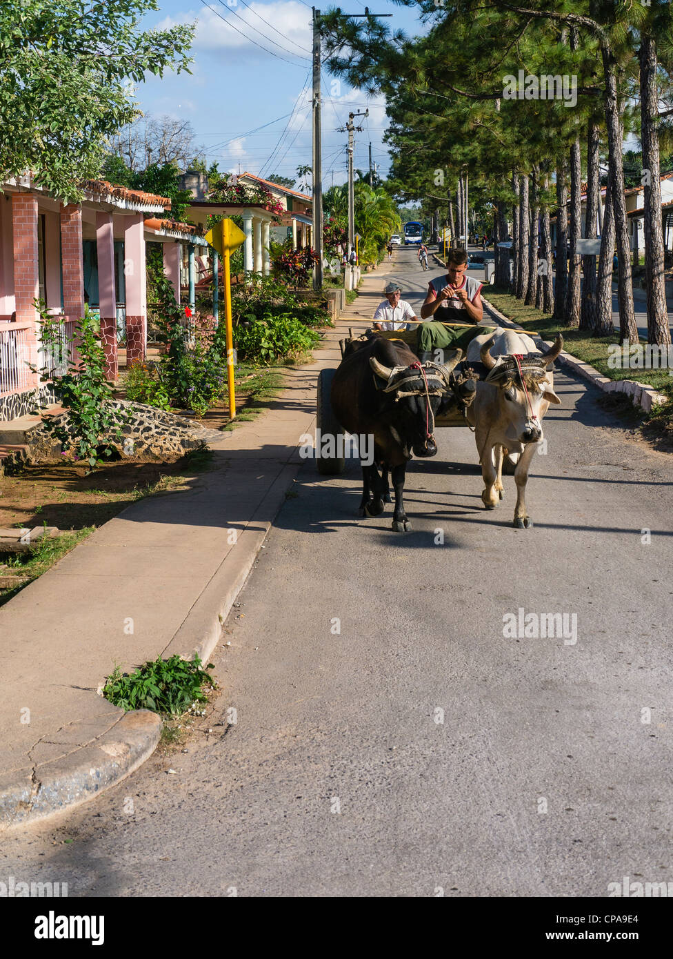Un hombre cubano joven veinteañero se sienta y las unidades de su equipo de dos bueyes que tire su carrito a lo largo de una calle en Viñales, Cuba. Foto de stock