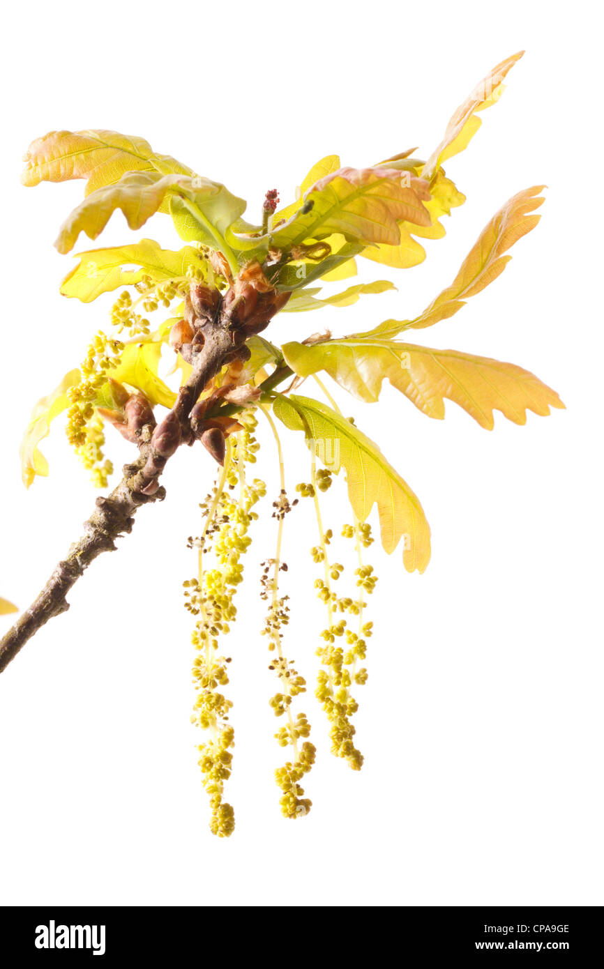 Amentos pedunculate flores o de roble (Quercus pedunculata = Quercus robur). Foto de stock