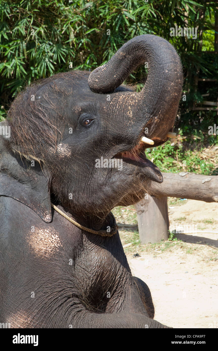 Tailandia, la isla de Ko Samui (aka Koh Samui). Isla Elefante safari camp, bebé elefante show. Foto de stock