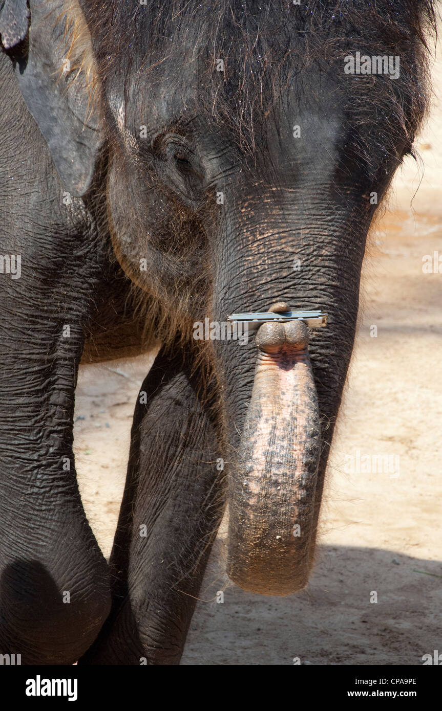 Tailandia, la isla de Ko Samui (aka Koh Samui). Isla Elefante safari camp, bebé elefante elefante. mostrar a la armónica. Foto de stock