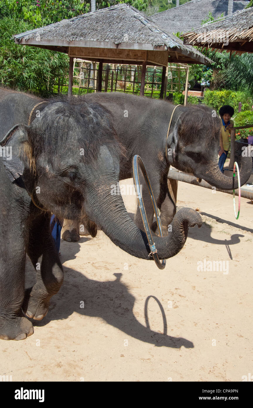 Tailandia, la isla de Ko Samui (aka Koh Samui). Isla Elefante safari camp, bebé elefante mostrar. Los elefantes jugando con el hula-Hoop. Foto de stock