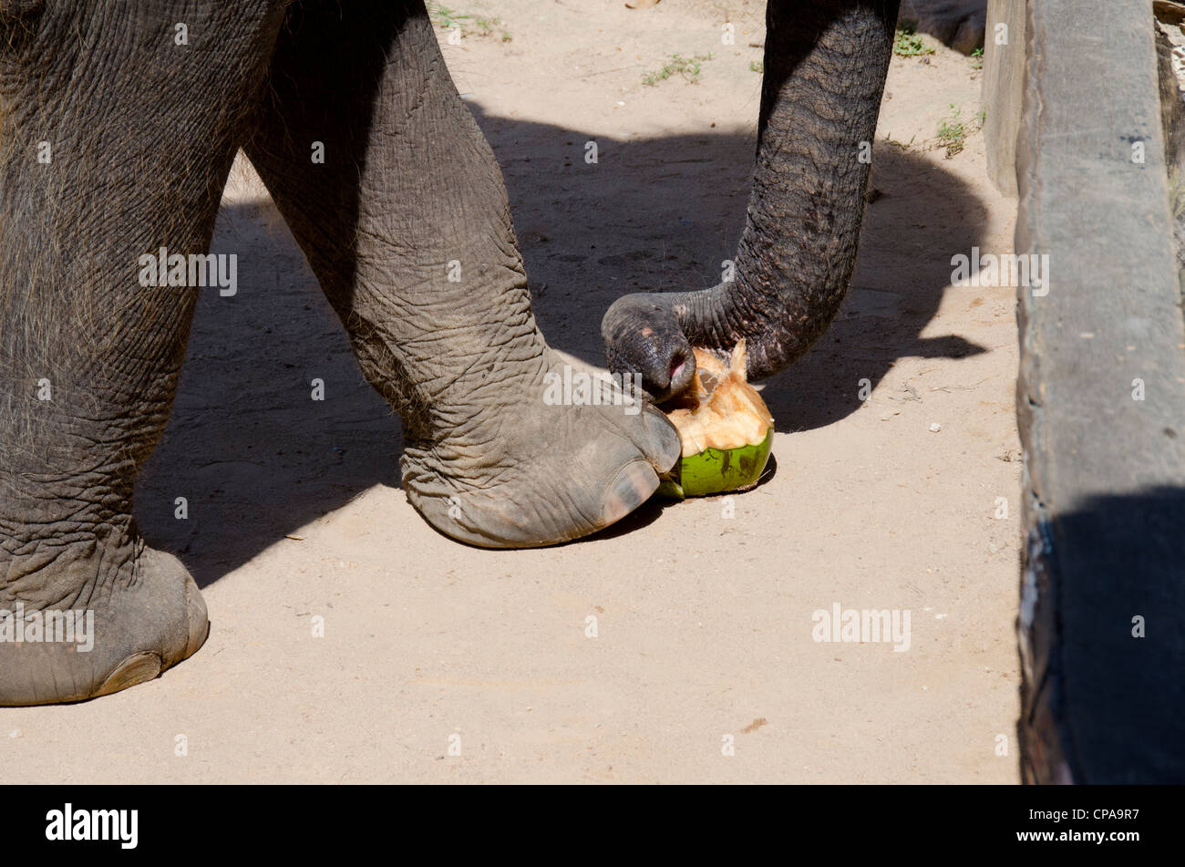 Tailandia, la isla de Ko Samui (aka Koh Samui). Isla Elefante safari camp, bebé elefante elefante espectáculo pisando sobre coco. Foto de stock