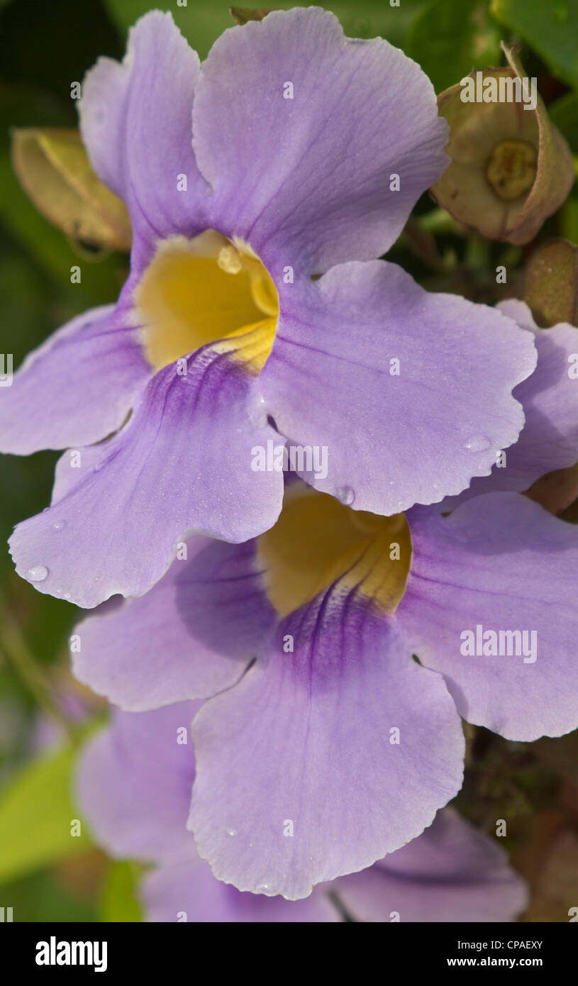 Una flor florece en Pedasí en la península de Azuero de Panamá Foto de stock