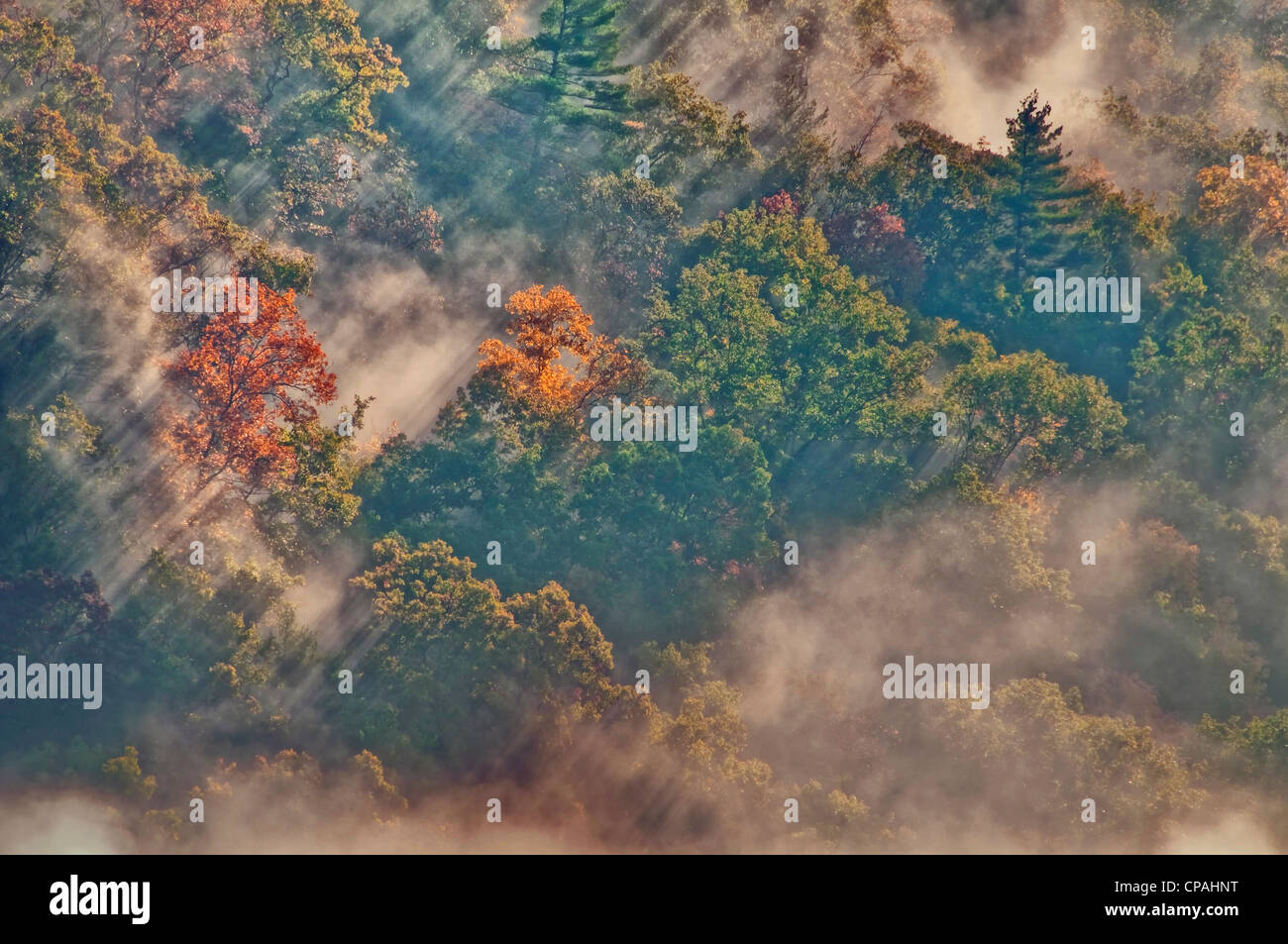 Estados Unidos, West Virginia, Davis. Los rayos del sol en el brumoso bosque de otoño Foto de stock