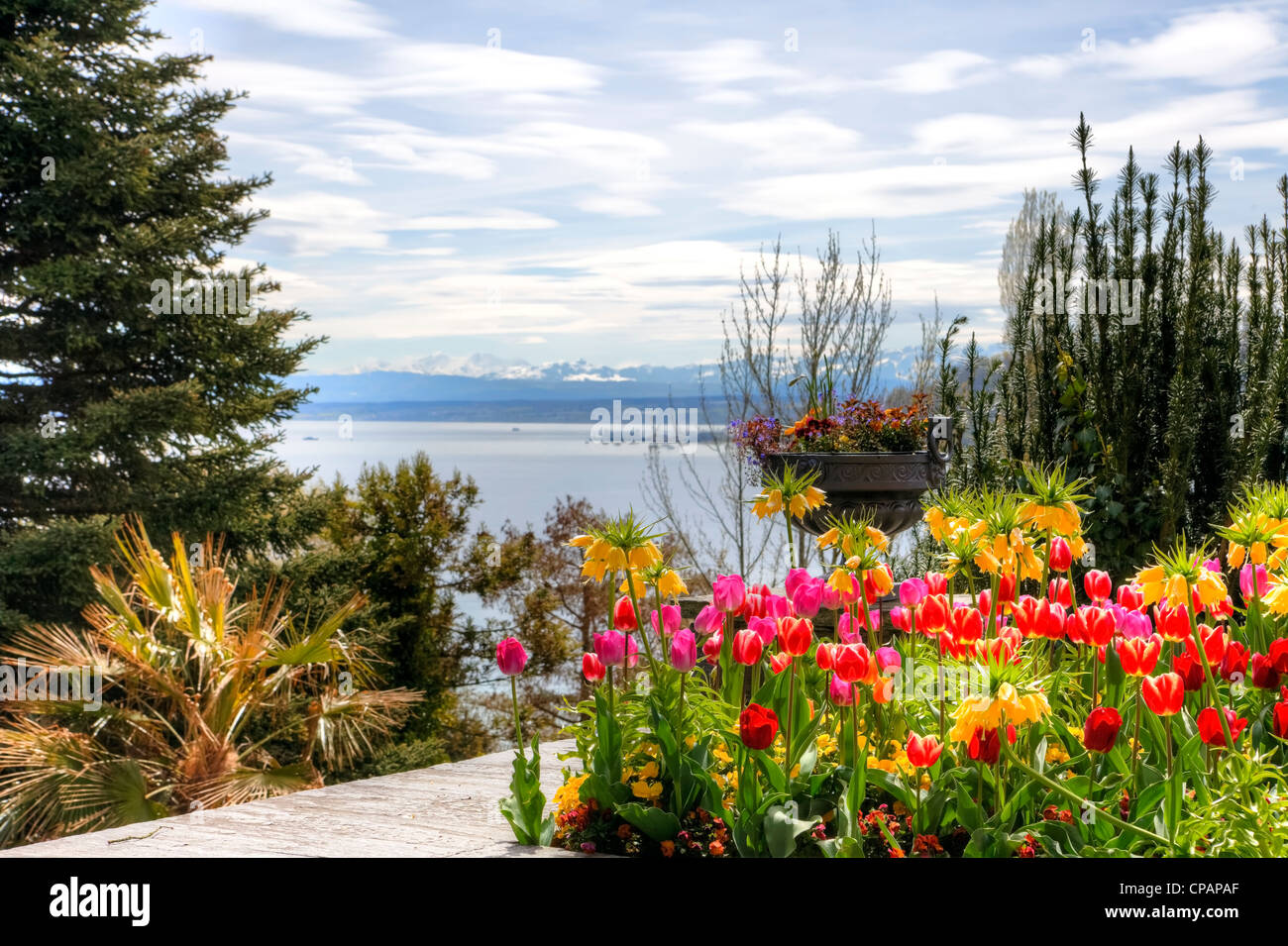 Flor de la Isla de Mainau, Mediterráneo, Terrazas, Parque del Castillo, el lago Foto de stock