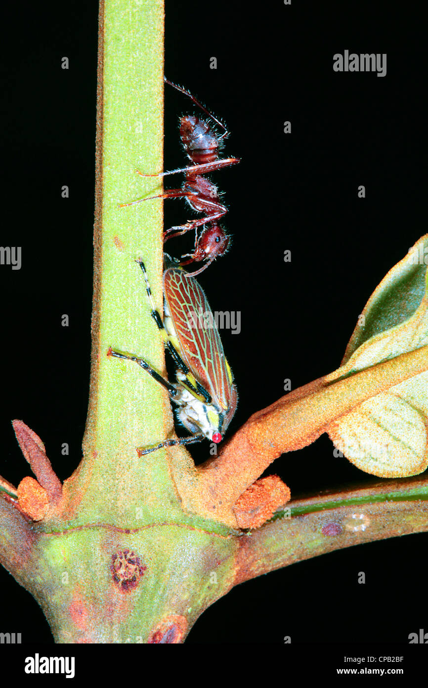 Hormiga recogiendo mielada desde una tolva de plantas en el bosque tropical lluvioso, Ecuador Foto de stock