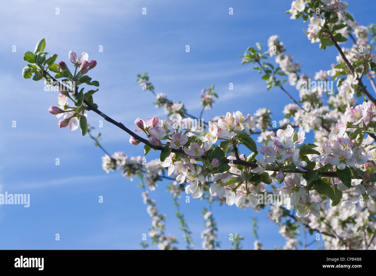 Huerto de Manzanas con flores y cielo azul Foto de stock