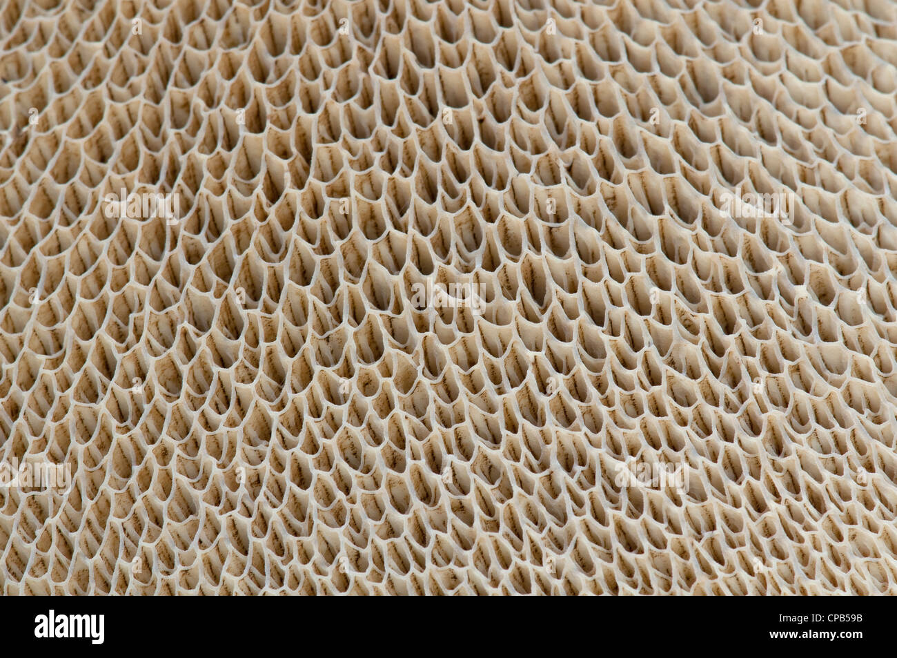 En la parte inferior de los tubos de esporas toadstool: Boletus sp. Foto de stock