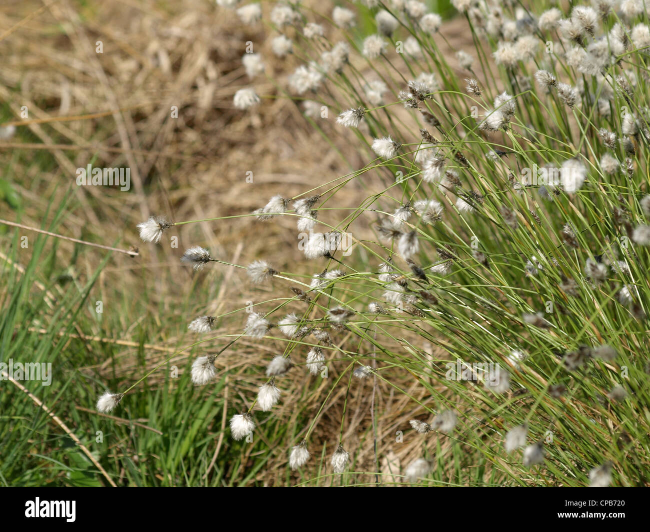 Infructescence desde cola de Liebre / Eriophorum vaginatum césped de Algodón / Scheiden-Wollgras Foto de stock
