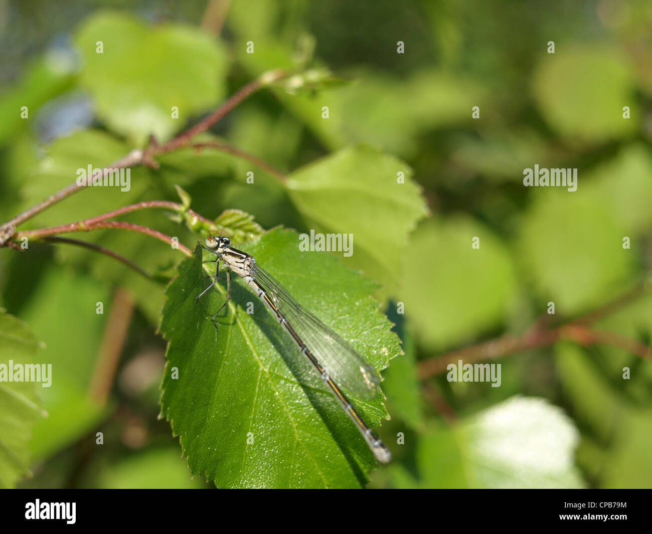 Dragonfly en una hoja / Libelle auf einem Blatt Foto de stock