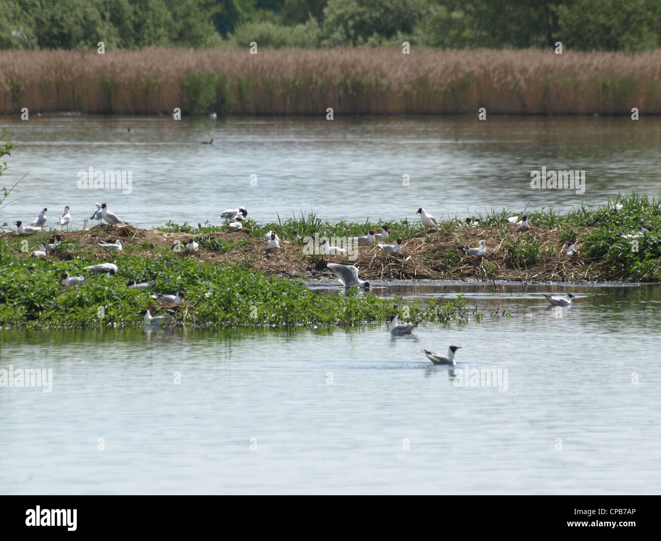 Pensativo de aves en una isla en un lago / brütende Vögel auf einer Insel en einem ver Foto de stock