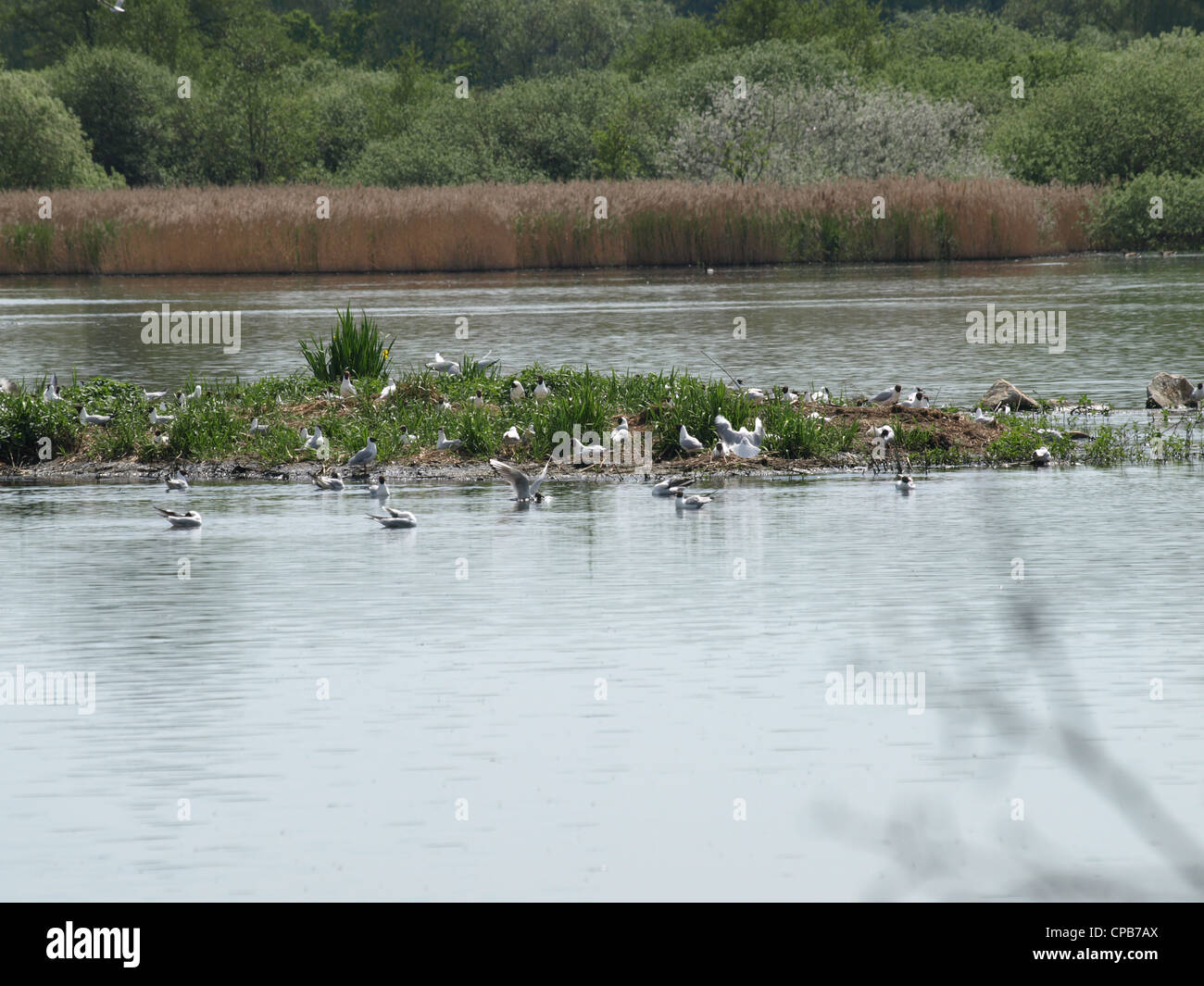 Pensativo de aves en una isla en un lago / brütende Vögel auf einer Insel en einem ver Foto de stock