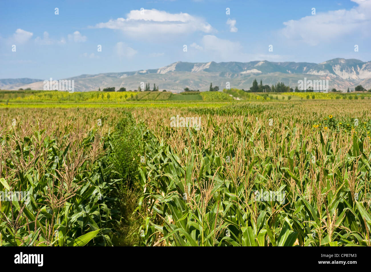 Cultivos de maíz dulce en un campo - un cultivo común en esta parte de China. Foto de stock