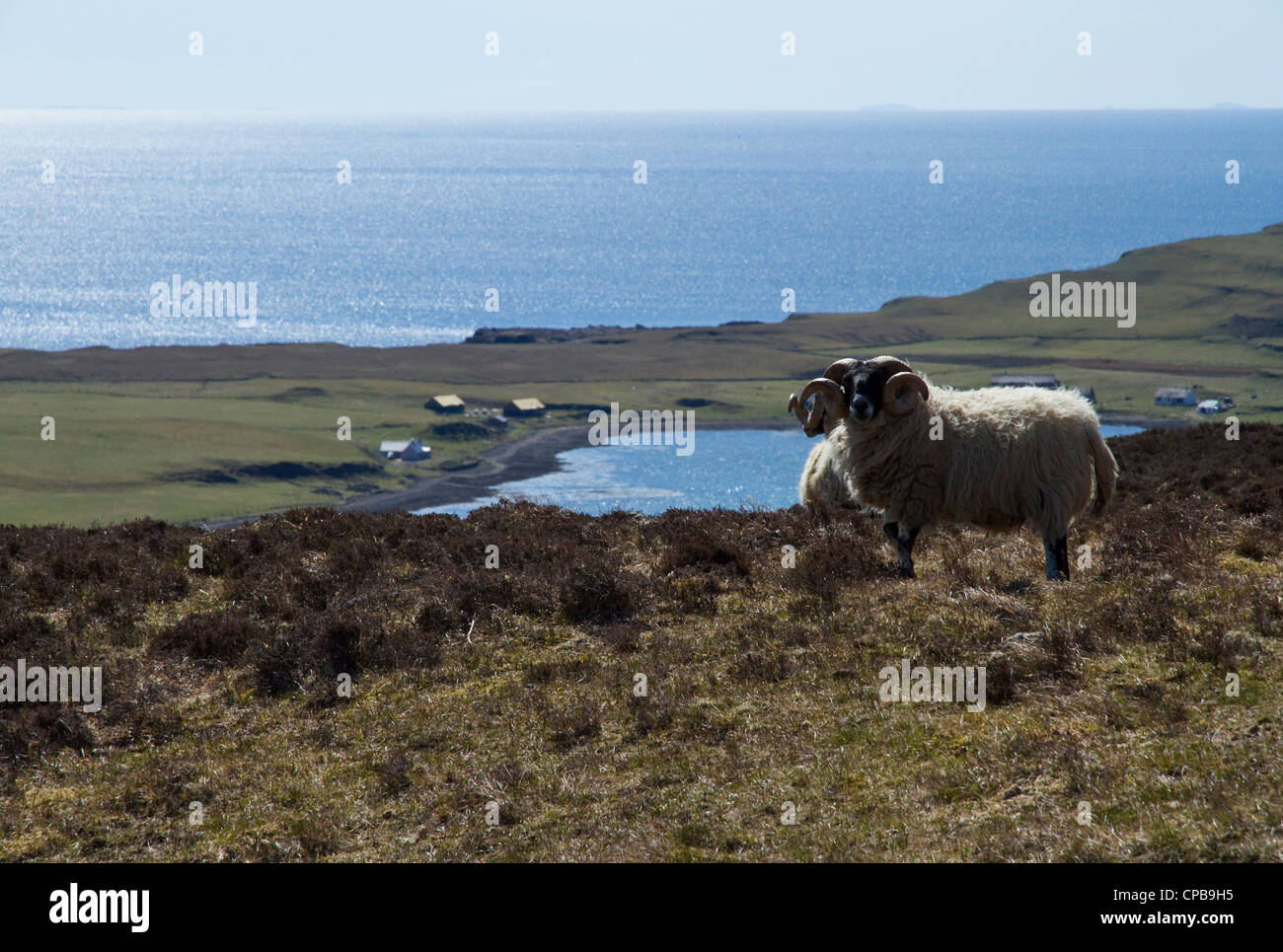 Un blackface ovejas con enormes, rizado cuernos en Canna, pequeñas islas, Escocia Foto de stock