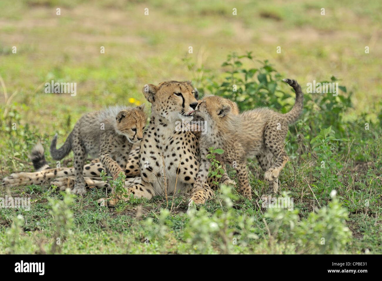 Familia de guepardo de muy buen humor en las praderas de Ndutu en el área de conservación de Ngorongoro en Tanzania, África del norte Foto de stock