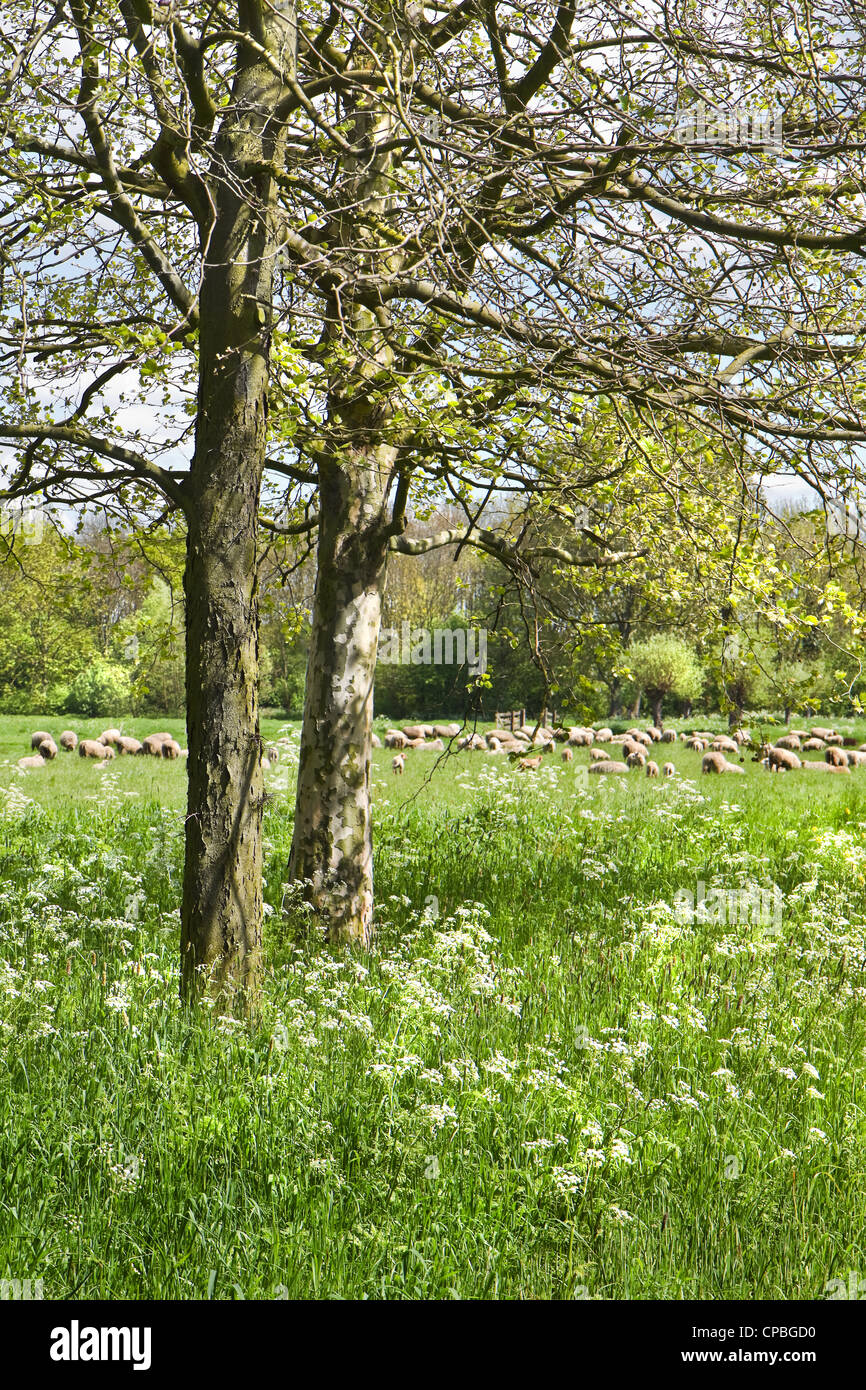 País paisaje con árboles, ovejas y floración en primavera Gravelroot - vertical Foto de stock