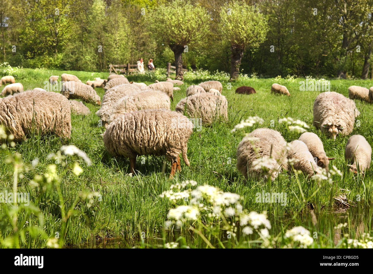 País camine en la primavera y prados con flores Gravelroot y el rebaño de ovejas. Foto de stock