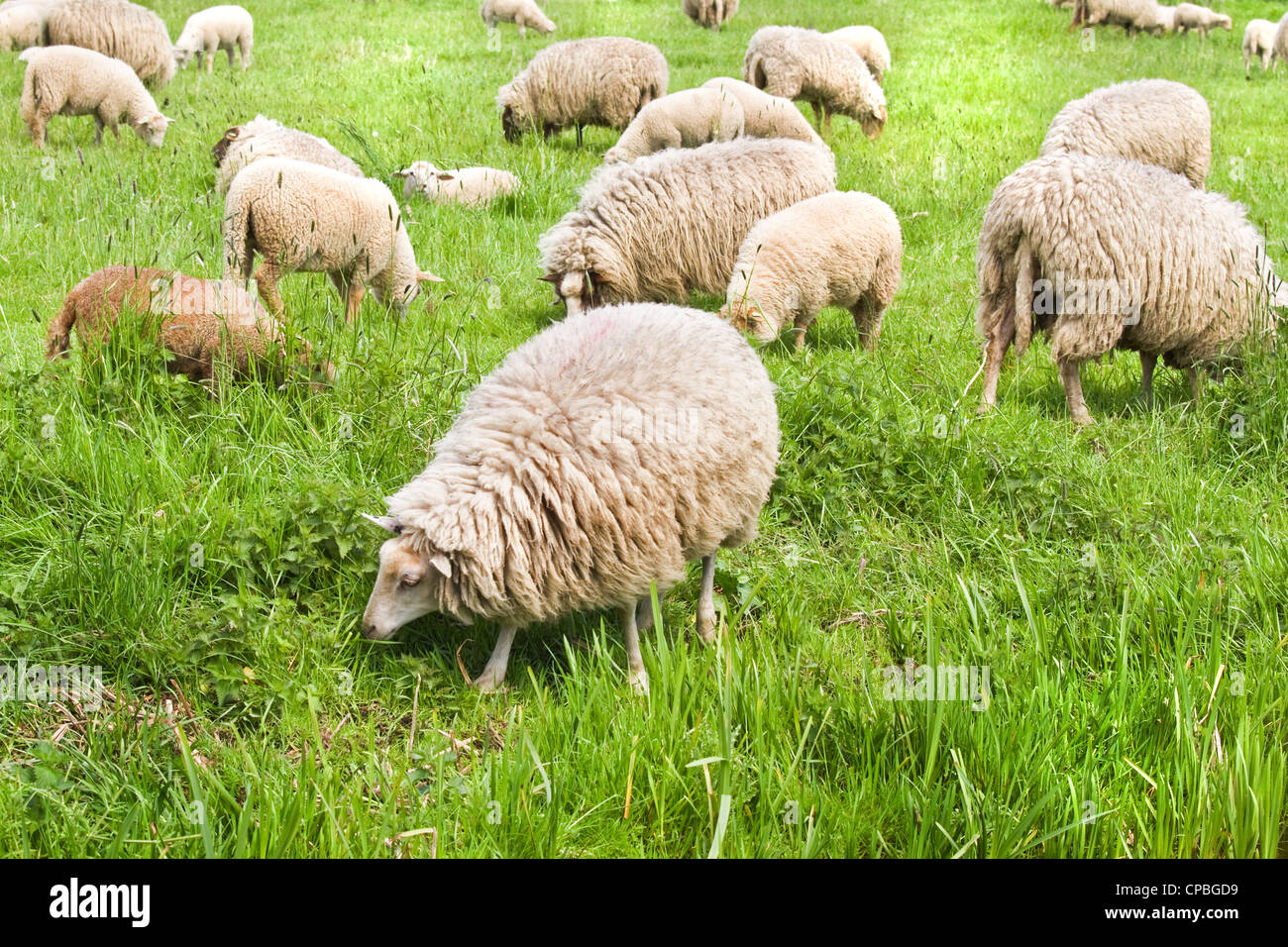 Rebaño de ovejas pastando en día soleado en primavera Foto de stock