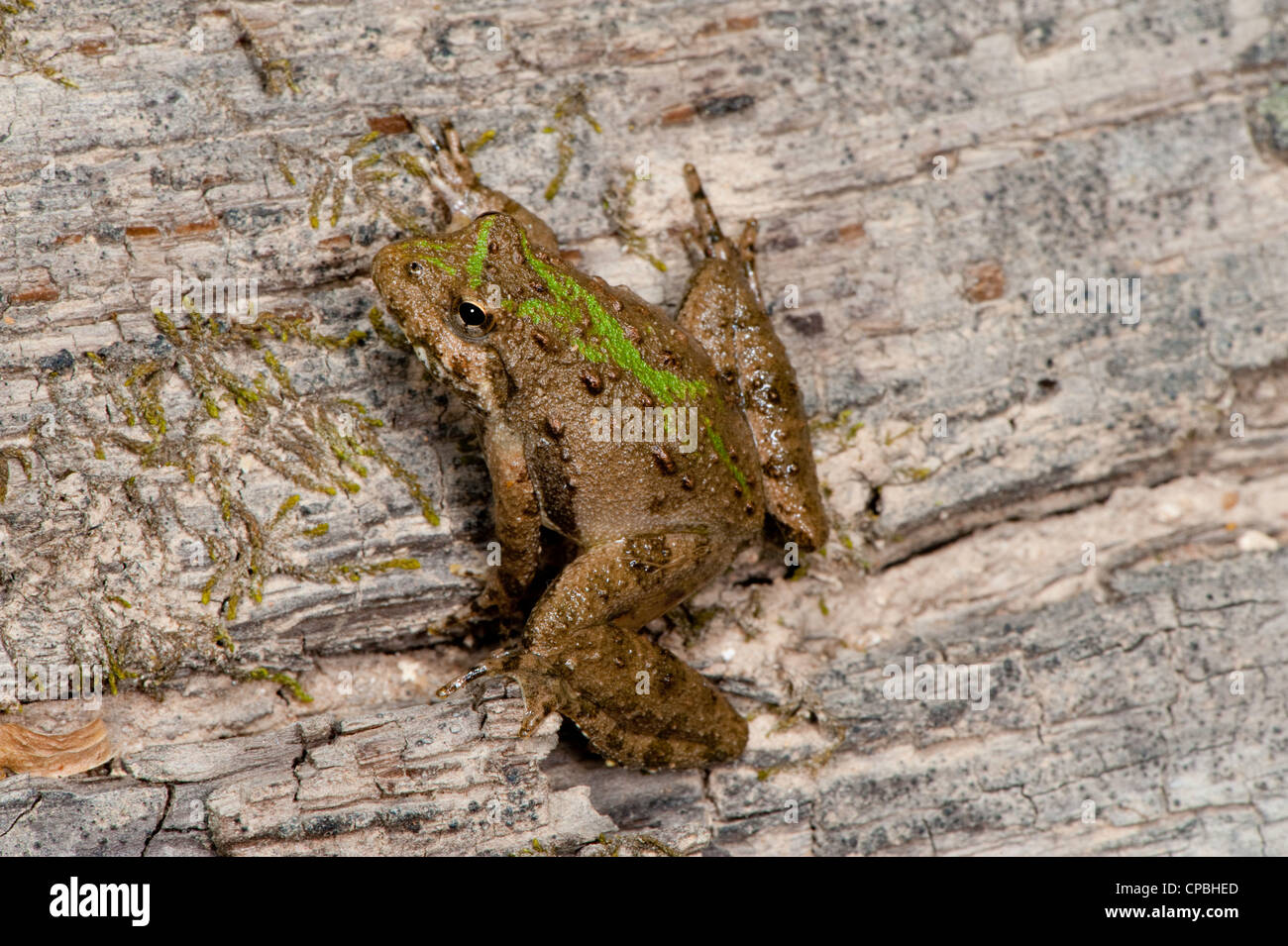 Norte de Cricket Frog Acris crepitans blanchardi Flat Creek, Barry County, Missouri, Estados Unidos, 29 de abril de adulto Foto de stock