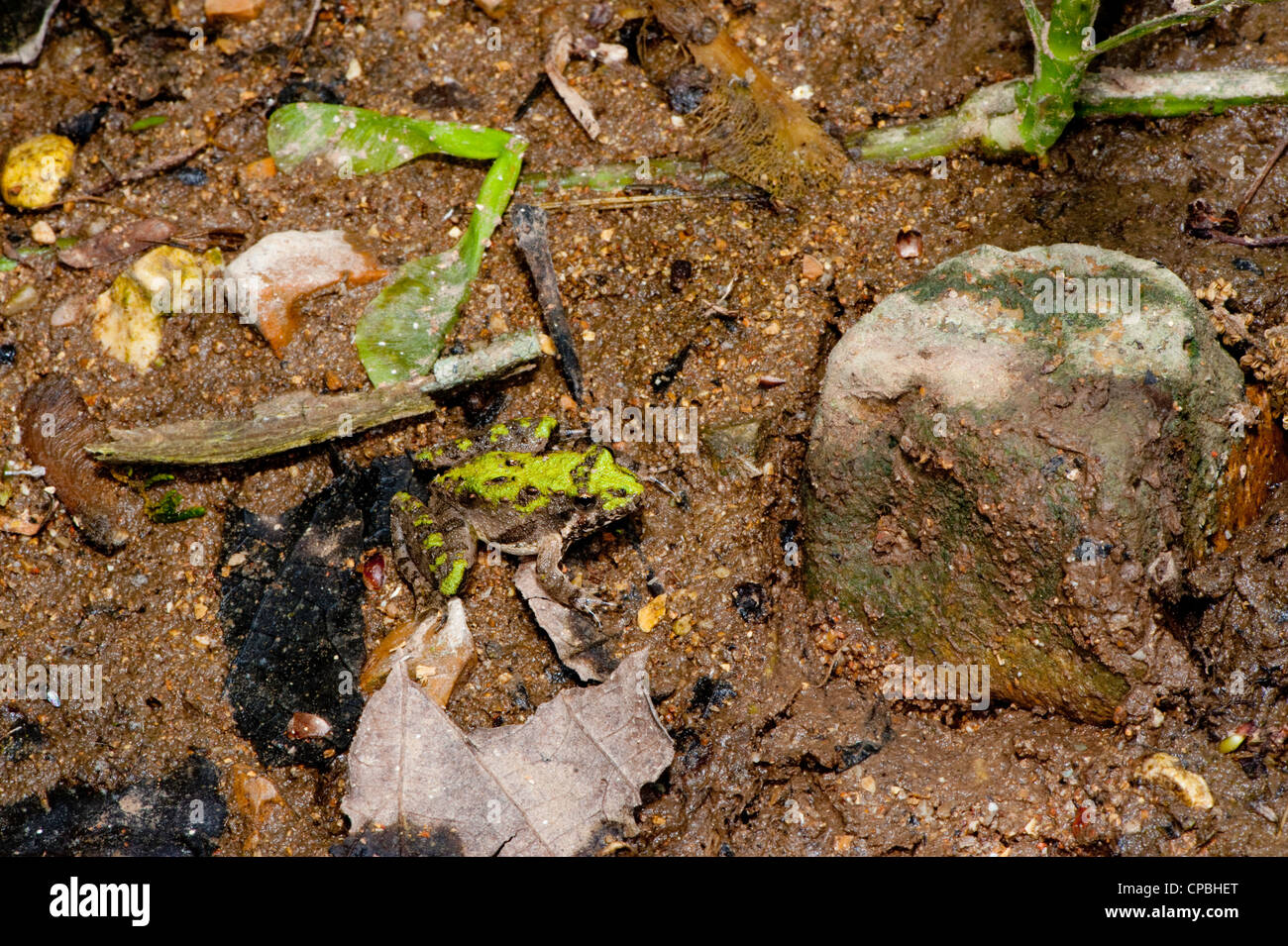 Norte de Cricket Frog Acris crepitans blanchardi Flat Creek, Barry County, Missouri, Estados Unidos, 29 de abril de adulto Foto de stock