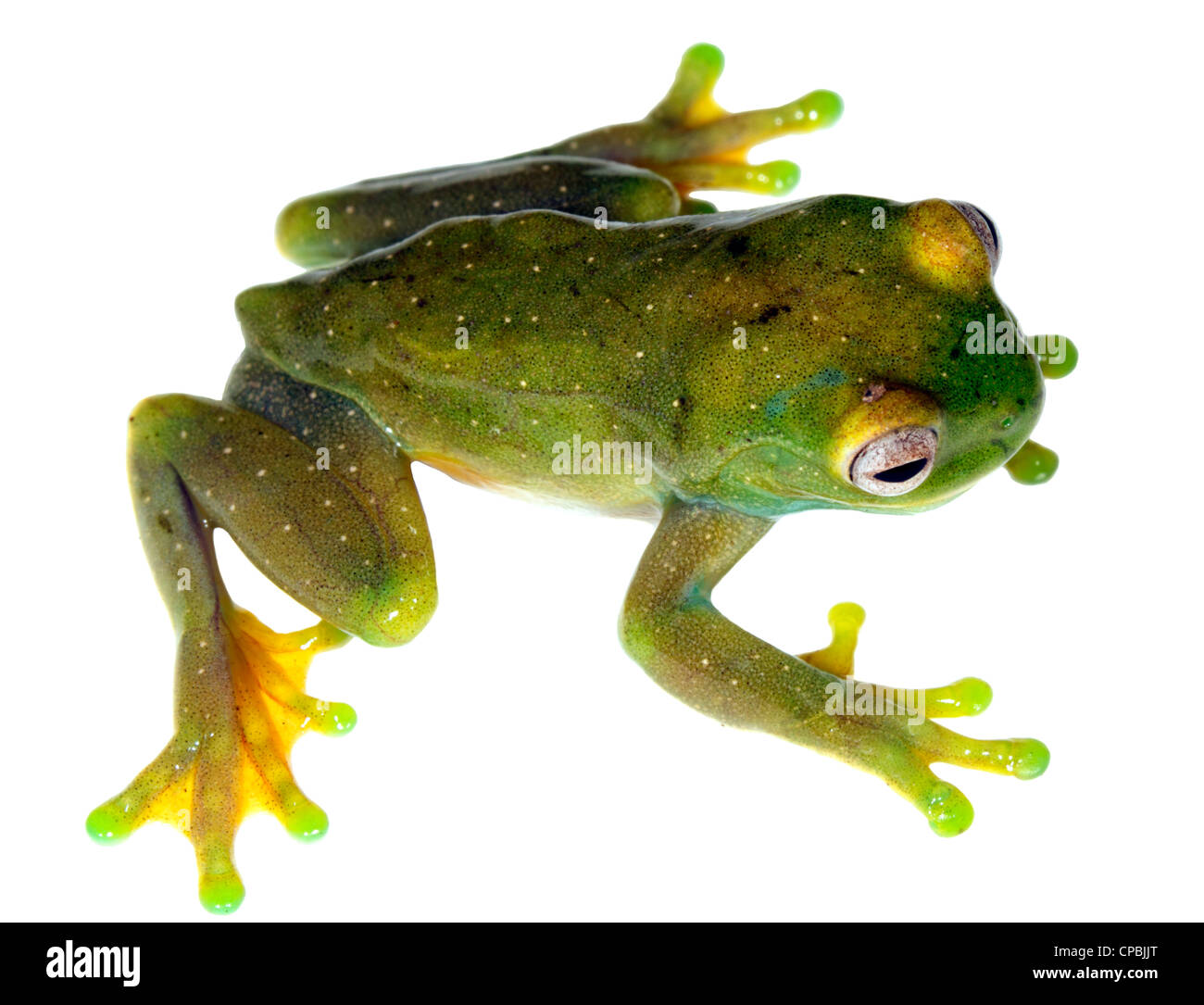 Roque Treefrog (Hyloscirtus phyllognathus) del Ecuador Foto de stock