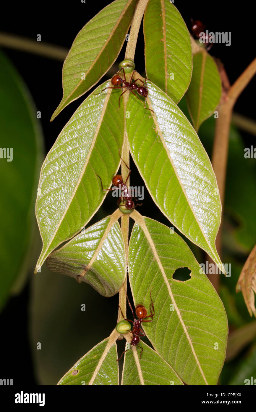 Las hormigas que recolectan néctar de un extra-nectarios florales en una selva tropical pecíolo Foto de stock