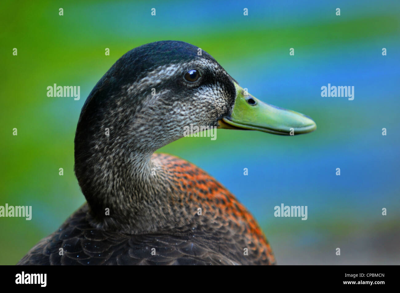 Retrato de pato silvestre con fondo verde y azul del agua Foto de stock