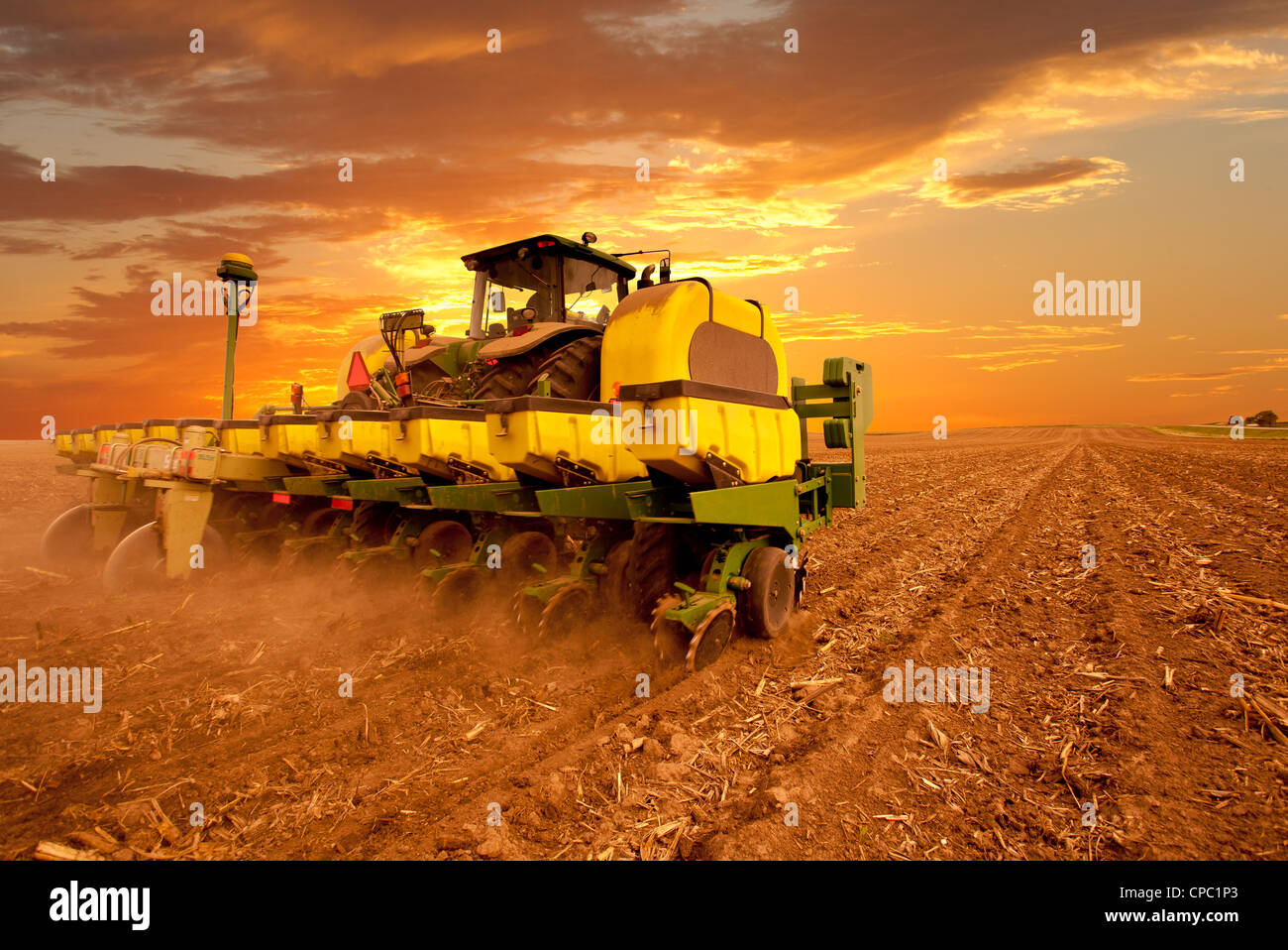Plantación de maíz Foto de stock