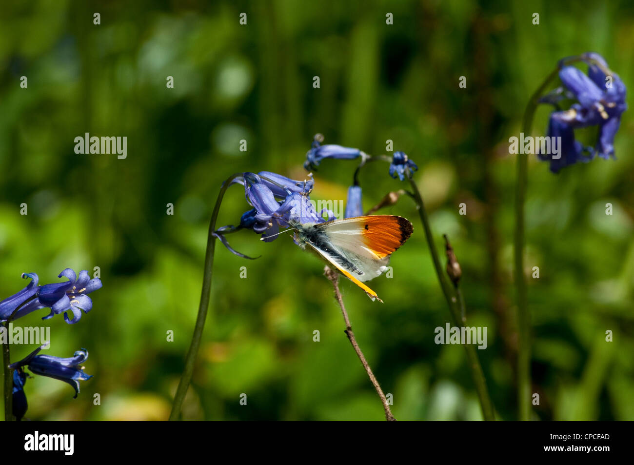 Punta anaranjada mariposa alimentándose de bluebell flor, Buckinghamshire, Inglaterra, Reino Unido Anthocharis cardamines Foto de stock