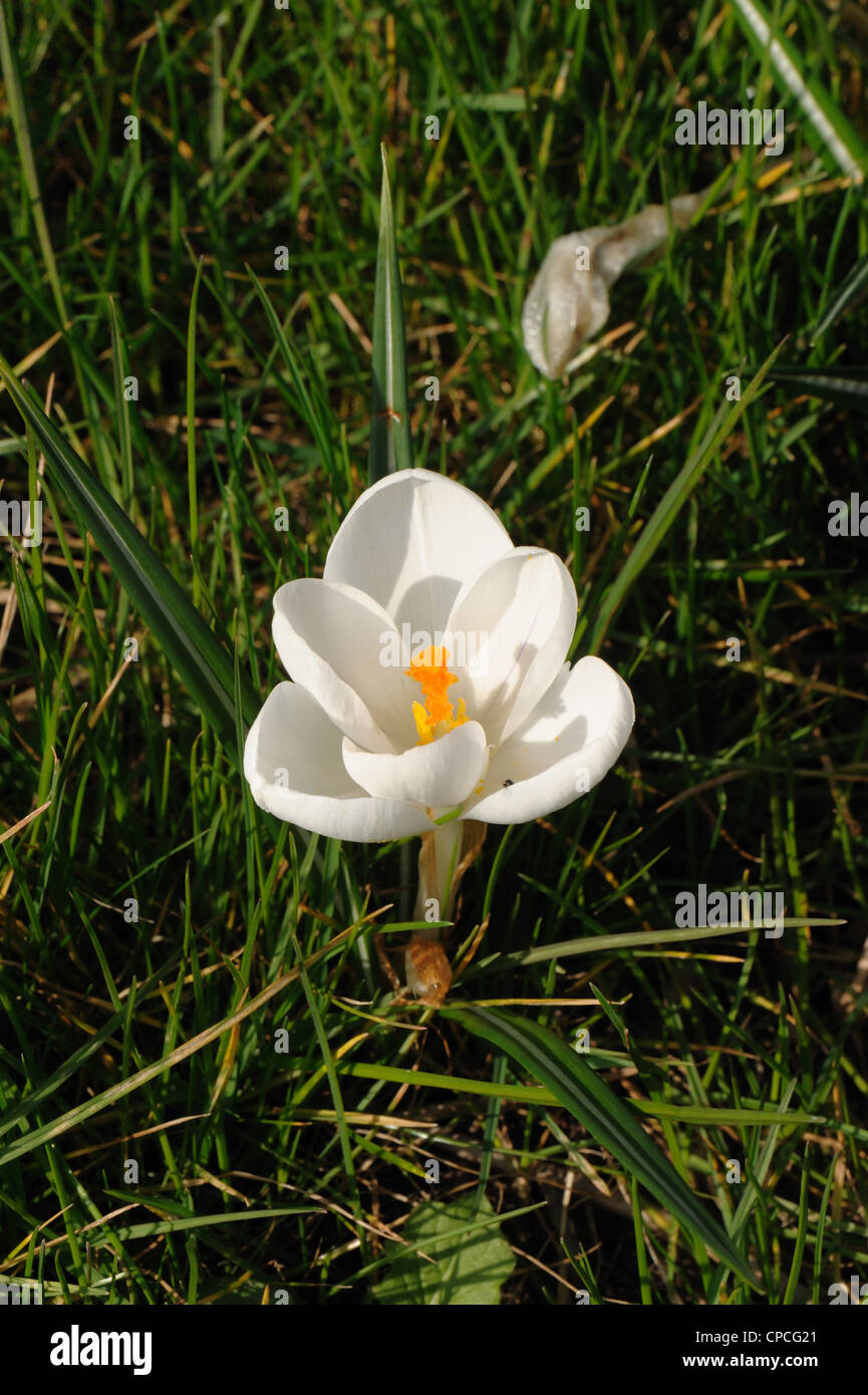 Flores blancas flores de primavera crocus con estilo naranja Foto de stock