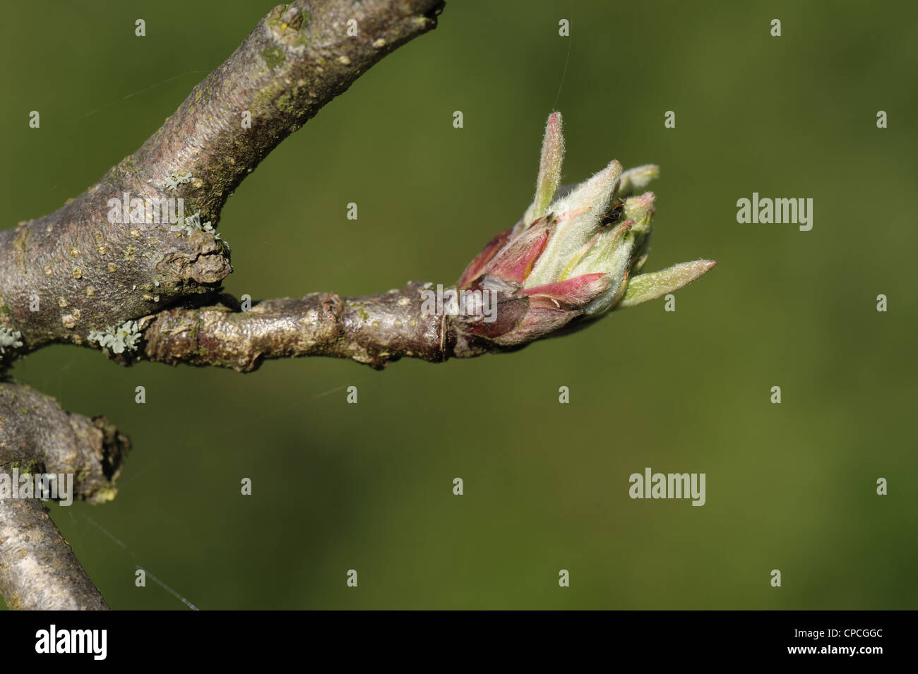 Apple bud sobre una ramita corta con hojas en expansión en primavera Foto de stock