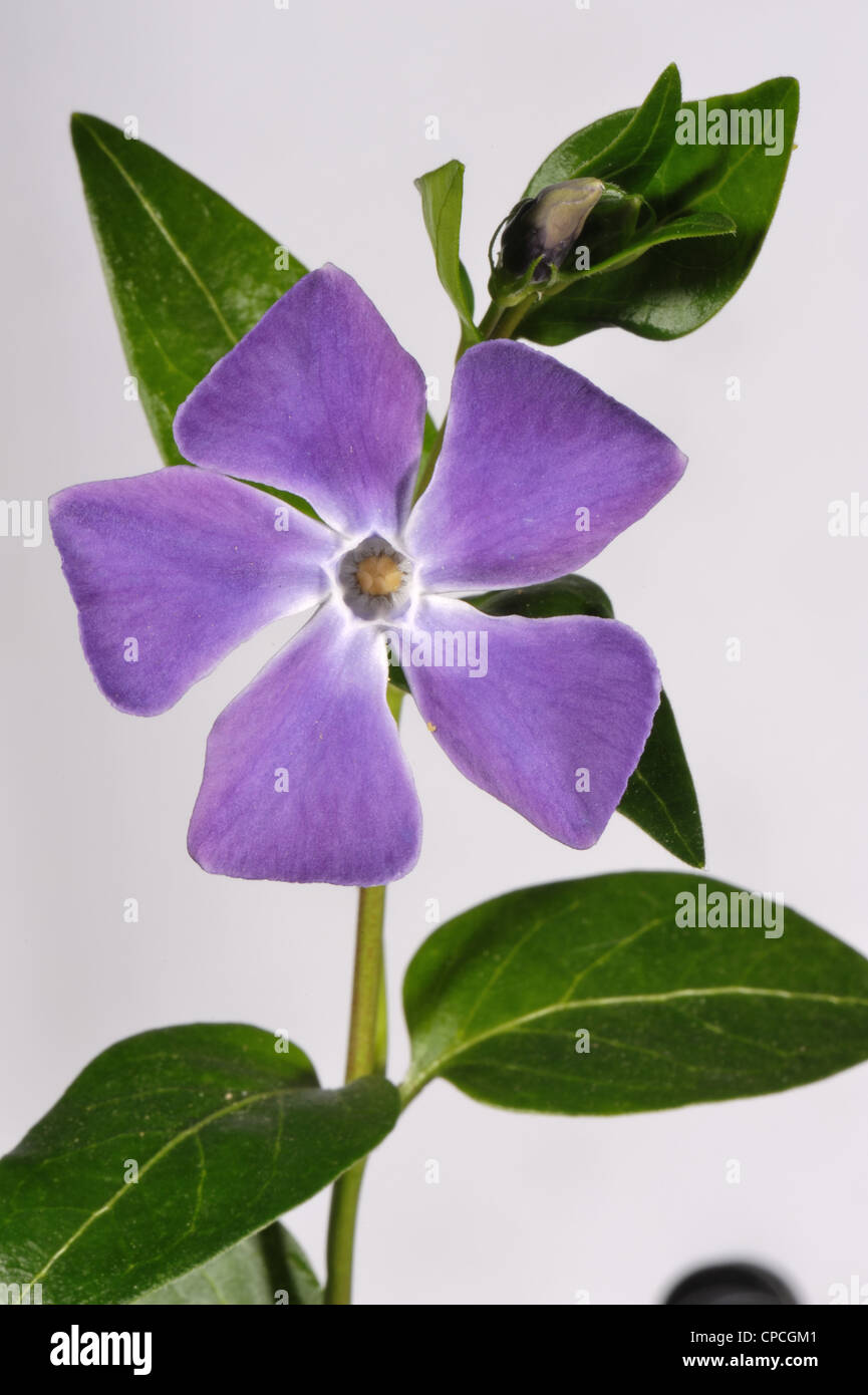 Mayor periwinkle (Vinca major) flor azul en la primavera temprana Foto de stock