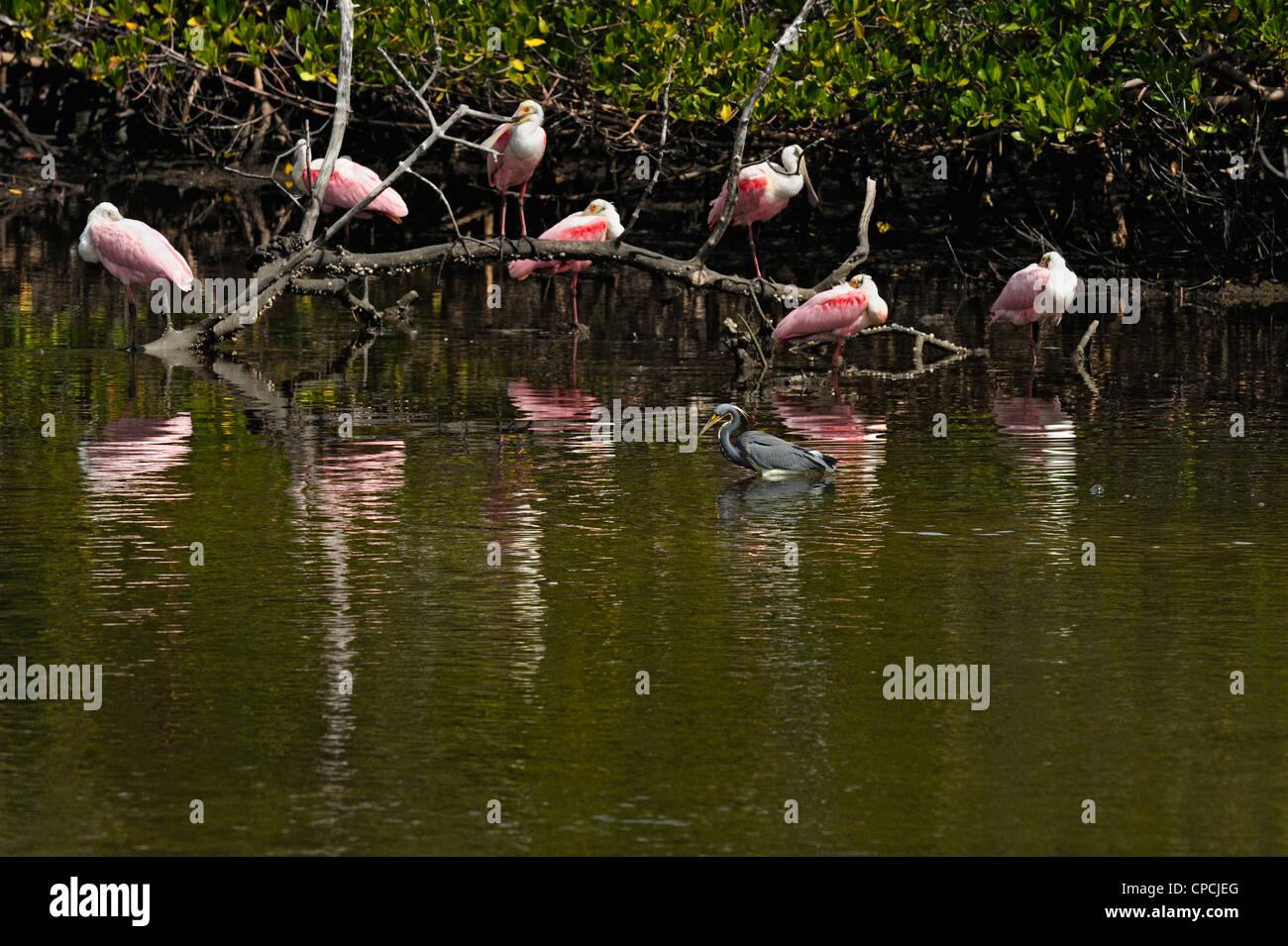 Espátula rosada (Ajaia ajaja), Ding Darling National Wildlife Refuge, Sanibel Island, Florida, EE.UU. Foto de stock