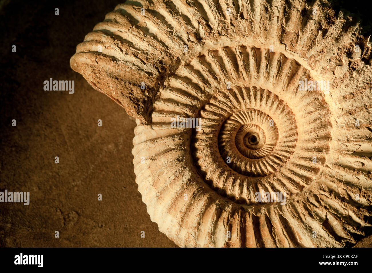 Primer plano de un ammonites fósiles prehistóricos sobre un fondo de textura cerámica Foto de stock