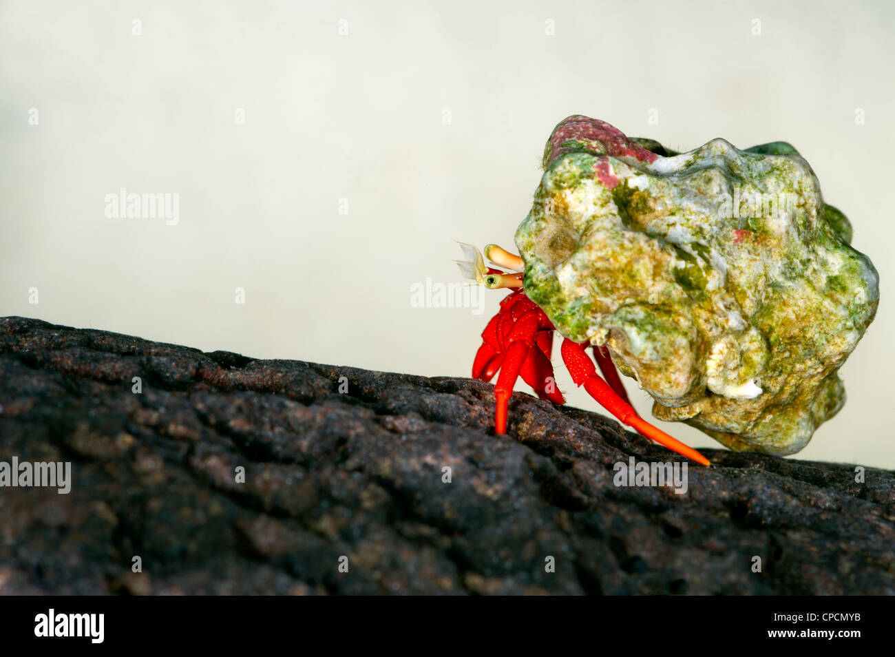Pequeño pequeño cangrejo ermitaño CALCINUS studio retrato einsiedlerkrebs krebs fondo blanco rojo azul cangrejos pequeños de 1 cm a 2 cm makro m Foto de stock