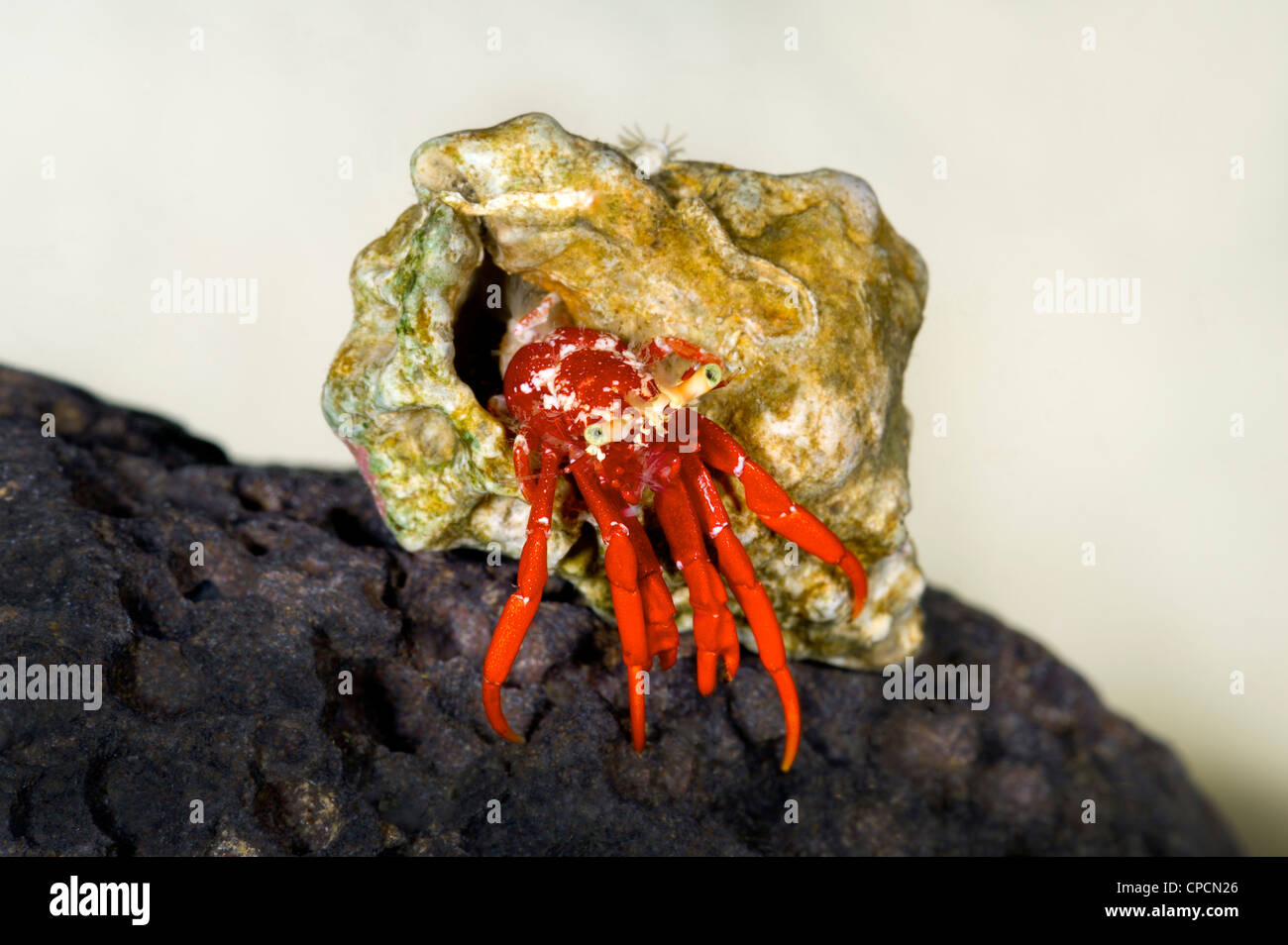 Pequeño pequeño cangrejo ermitaño CALCINUS studio retrato einsiedlerkrebs krebs fondo blanco rojo azul cangrejos pequeños de 1 cm a 2 cm makro m Foto de stock