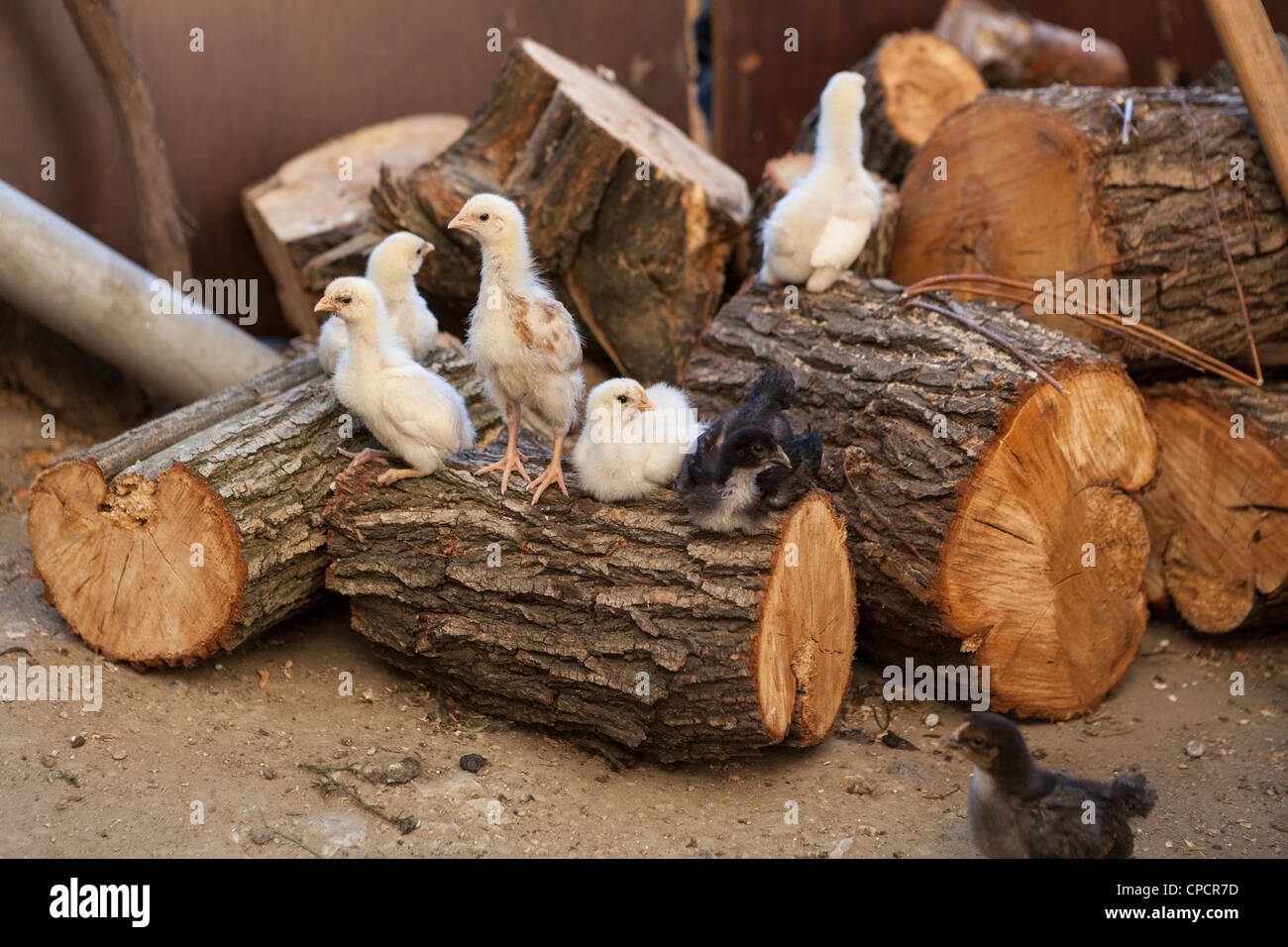 CBaby pollos en una granja avícola de rango gratis Foto de stock